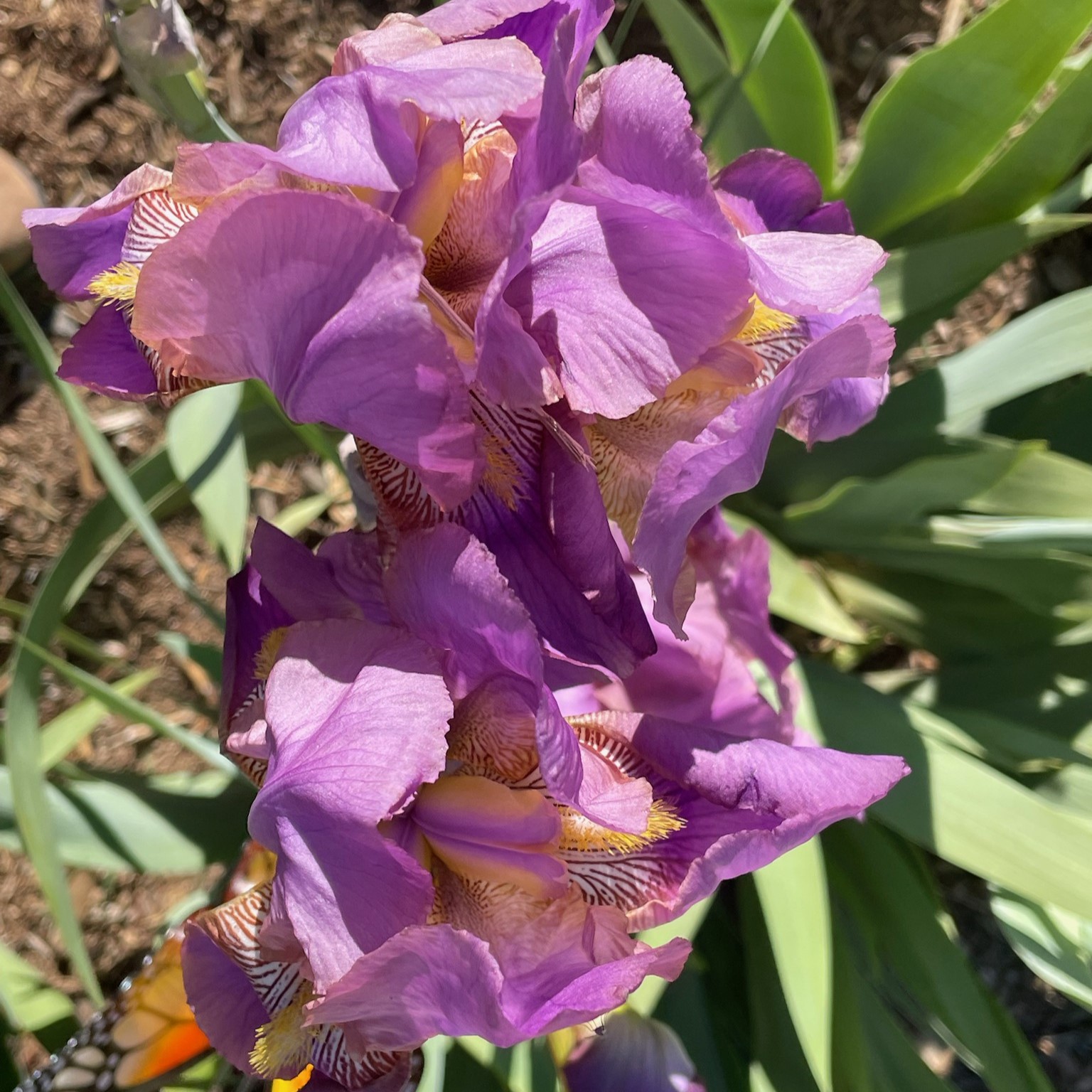 ACACIA ROSE IRIS FOR SALE ONLINE