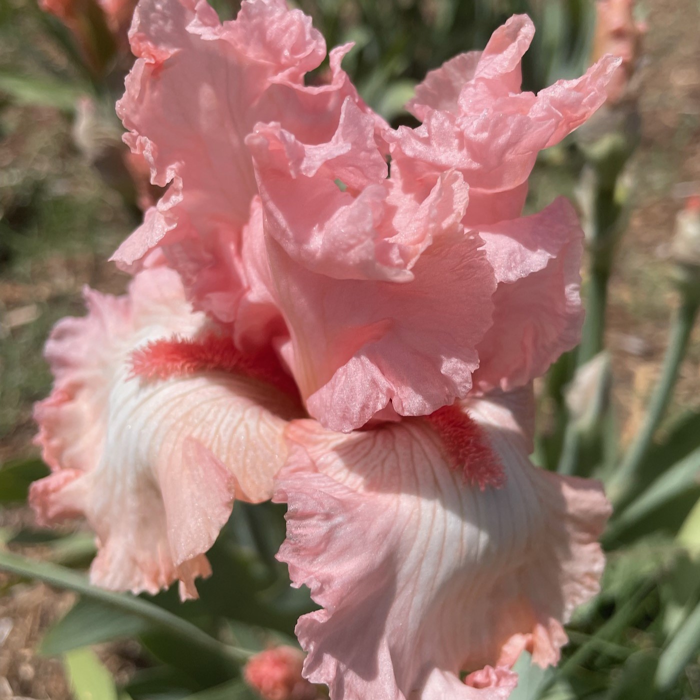 ALICE GOODMAN IRIS FOR SALE ONLINE