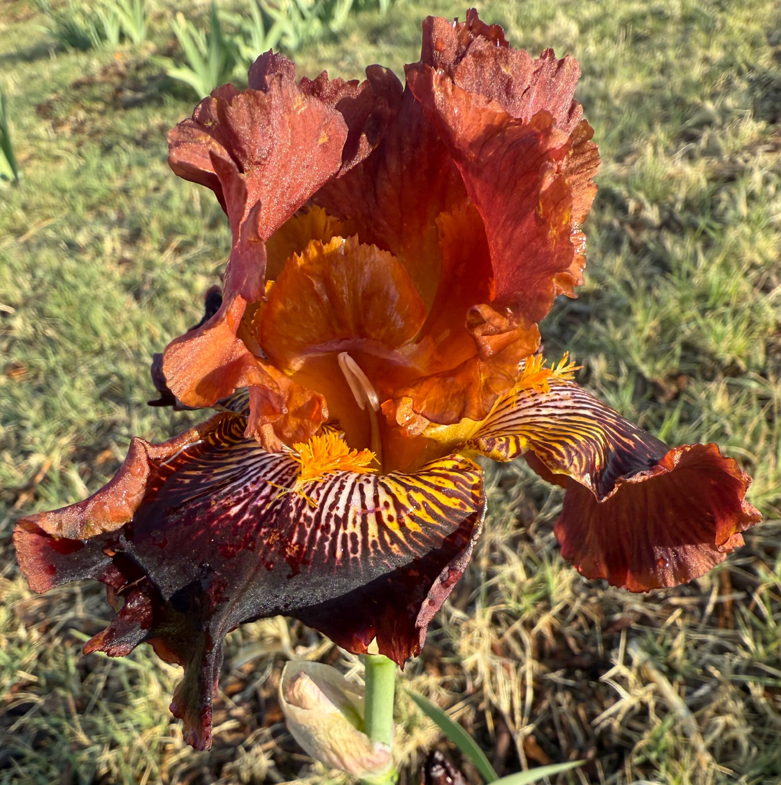 AROUND WE GO IRIS FOR SALE ONLINE