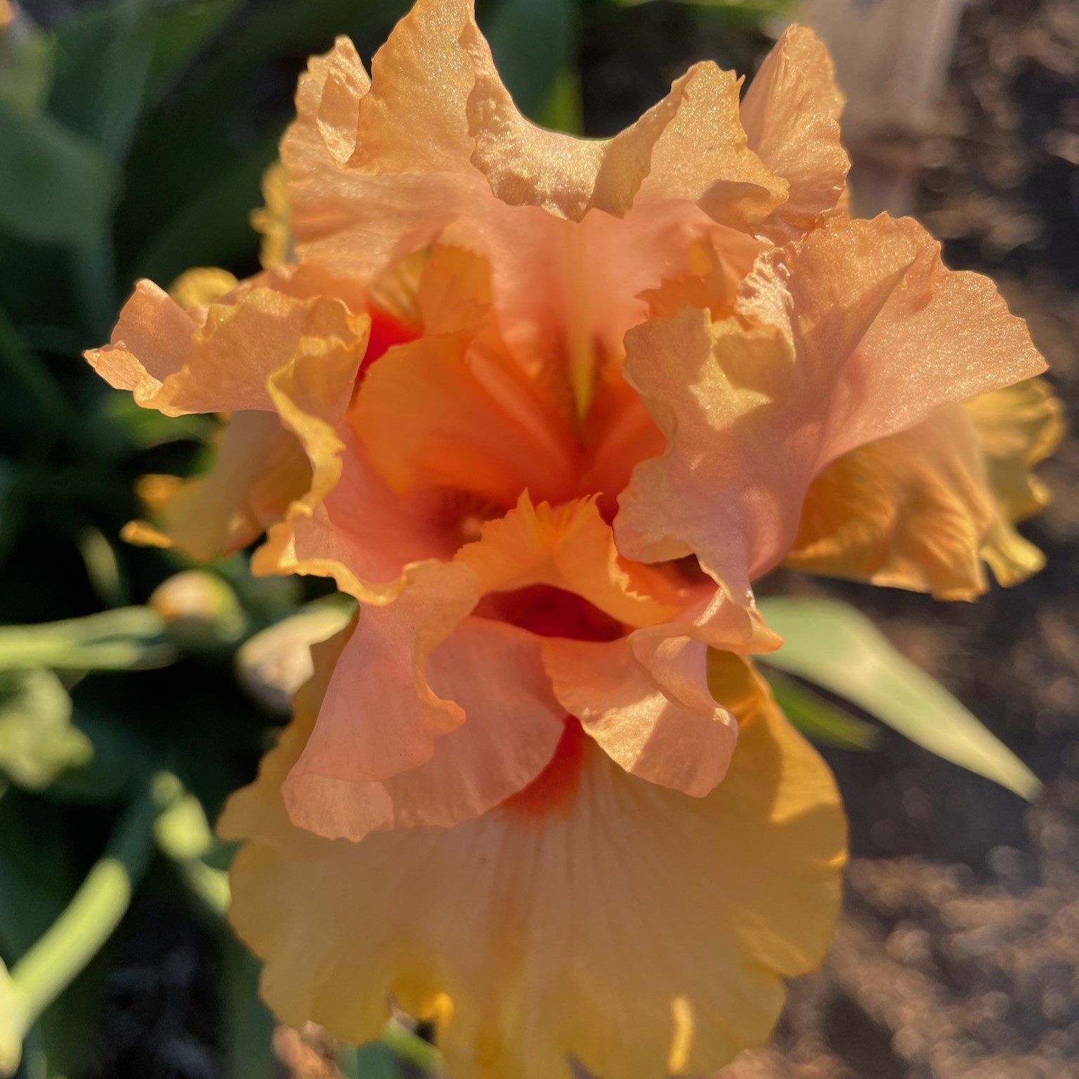 AUTUMN RIESLING IRIS FOR SALE ONLINE