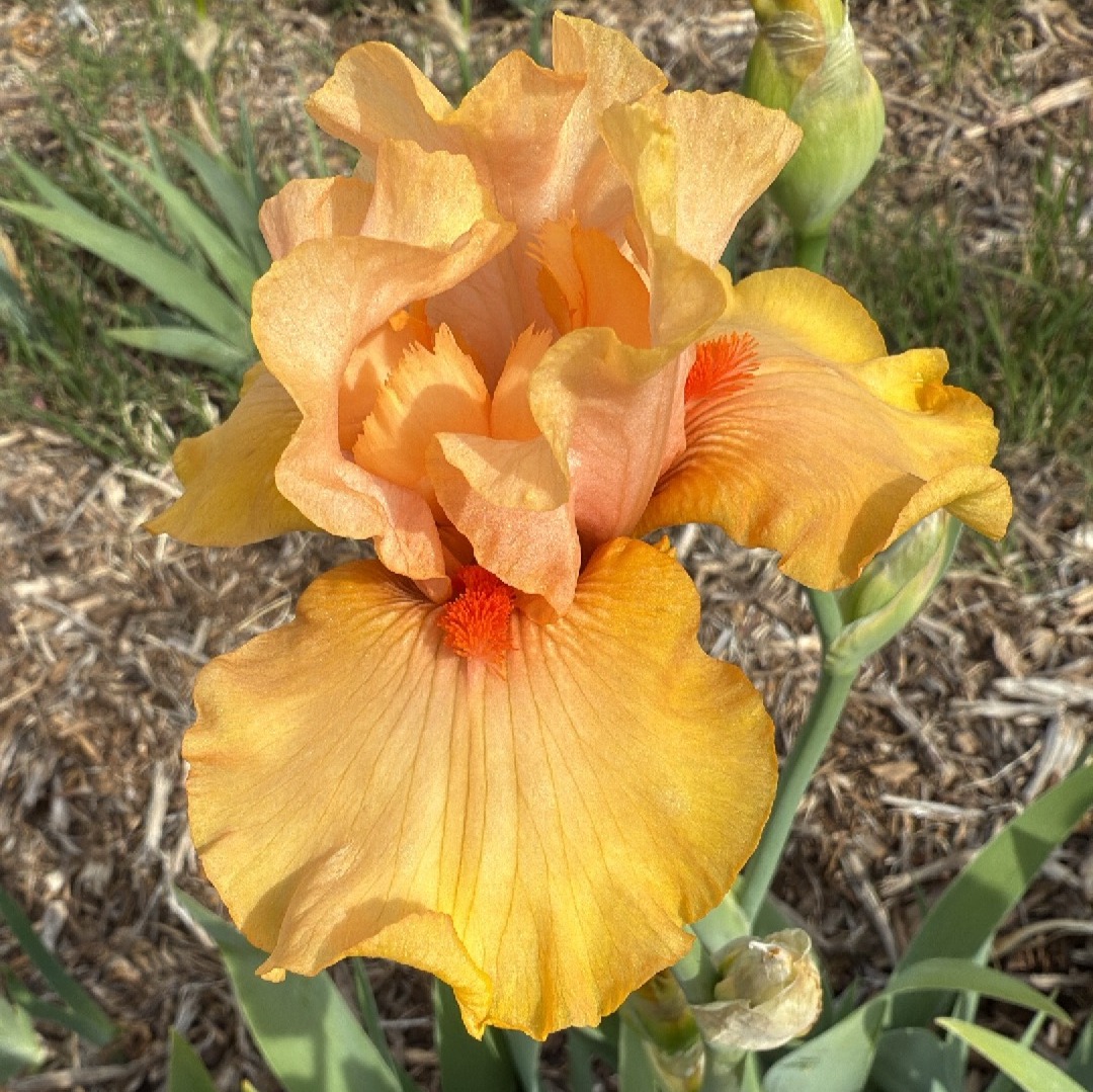 1 AUTUMN RIESLING 3 AUTUMN RIESLING IRIS FOR SALE ONLINE