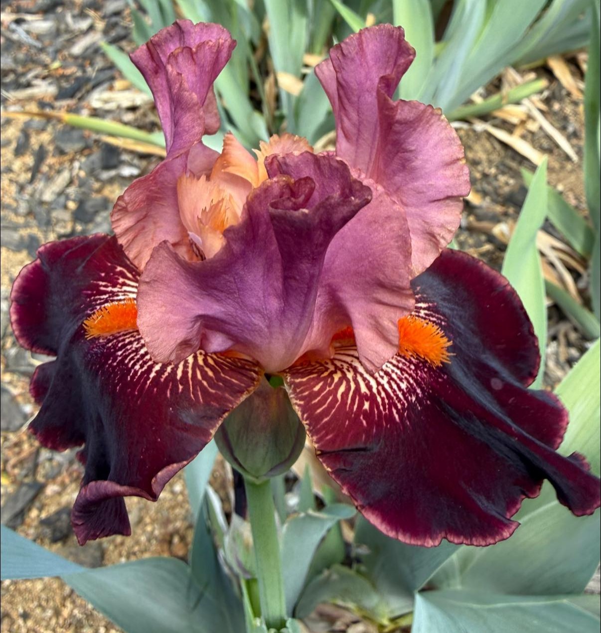 BACKDRAFT IRIS FOR SALE ONLINE