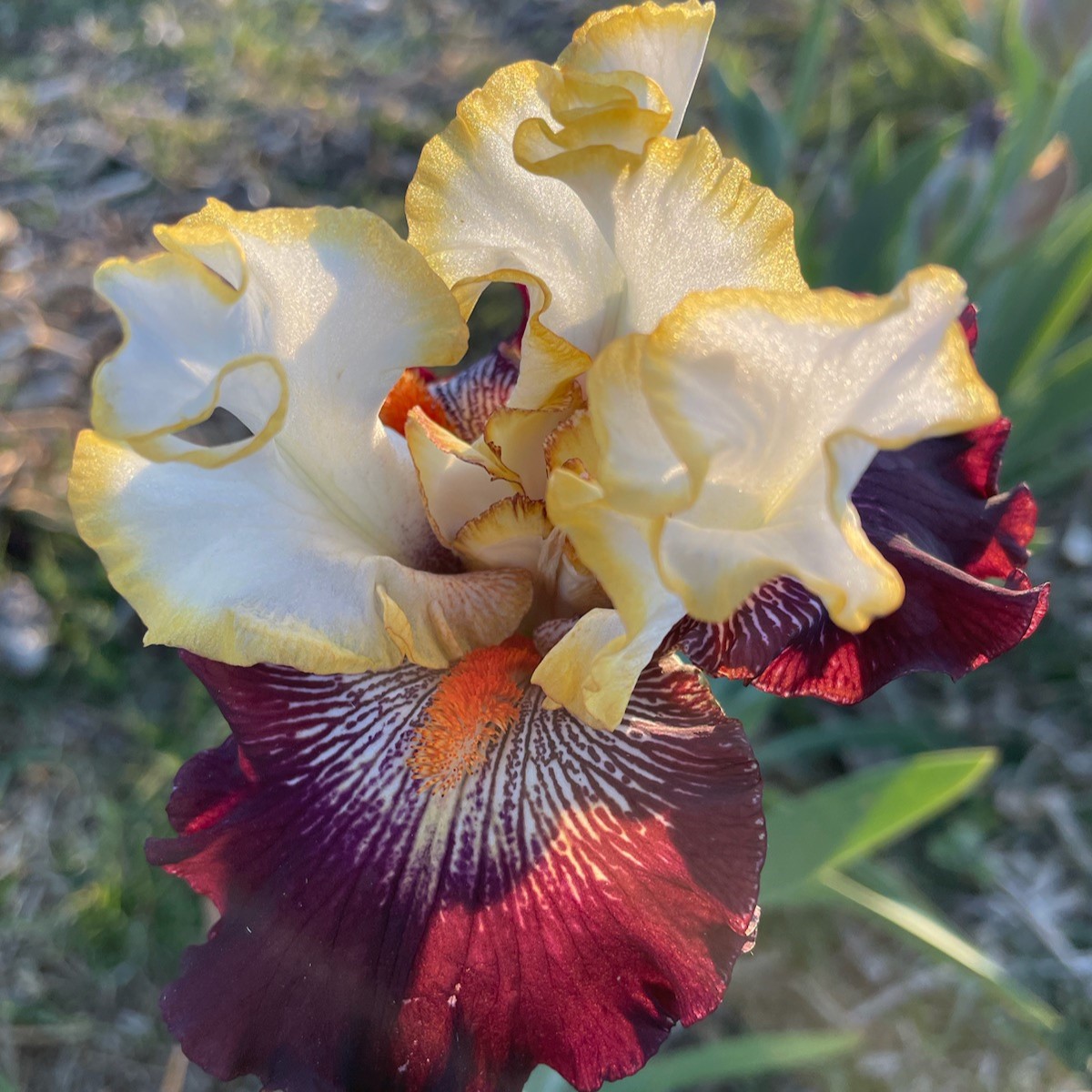 BRIGHT ON TOP IRIS FOR SALE ONLINE