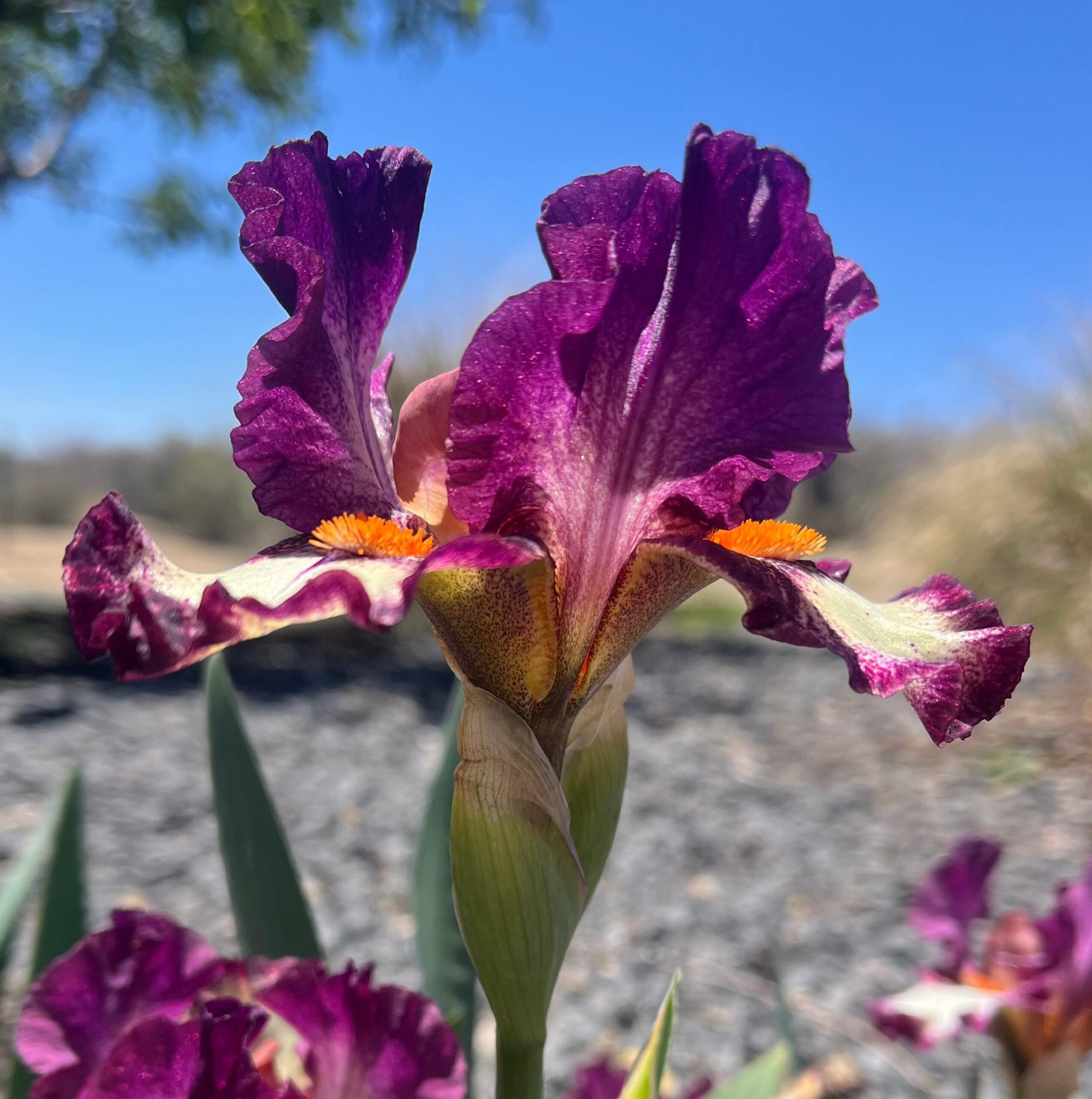 1 CALLIGRAPHER 2 CALLIGRAPHER IRIS FOR SALE ONLINE