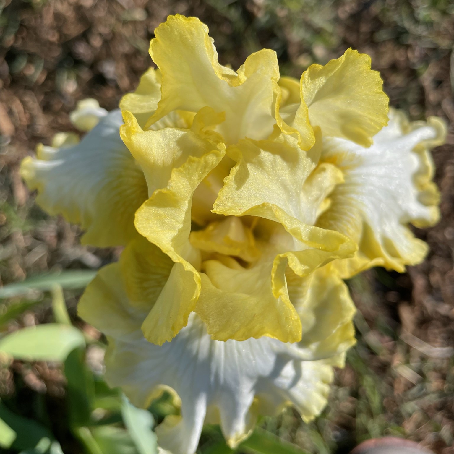 CANARIES AND CREAM IRIS FOR SALE ONLINE