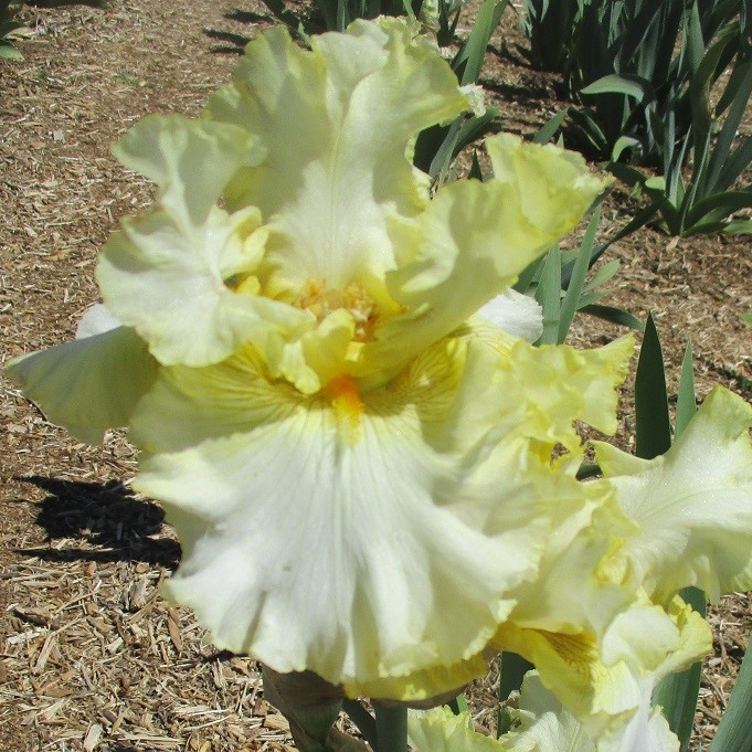 1 CANARIES AND CREAM CANARIES AND CREAM IRIS FOR SALE ONLINE