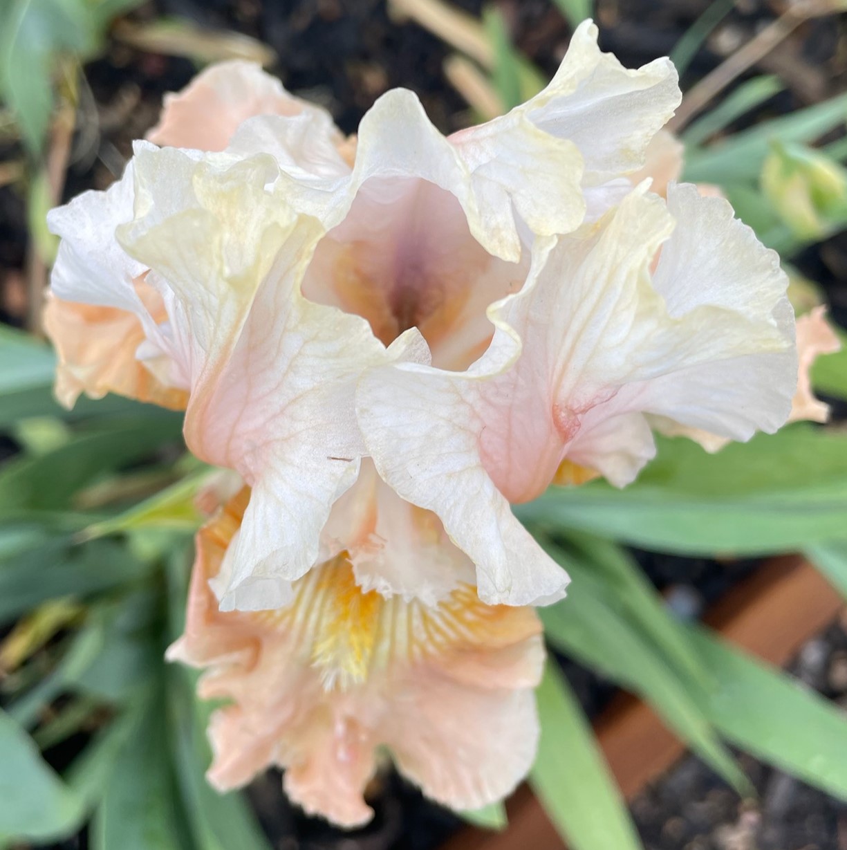 CHAMPAGNE ELEGANCE IRIS FOR SALE ONLINE