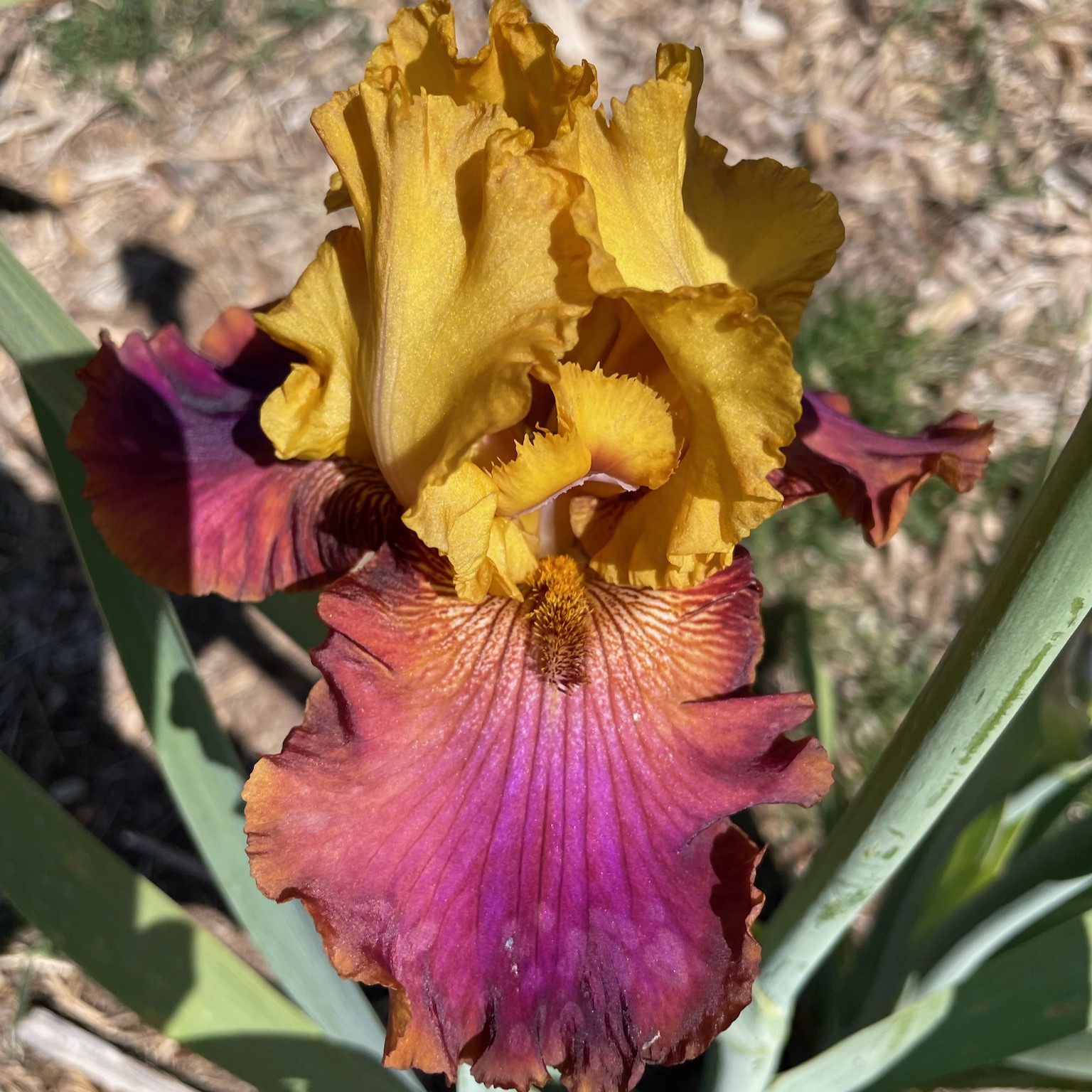 CLASS CLOWN IRIS FOR SALE ONLINE