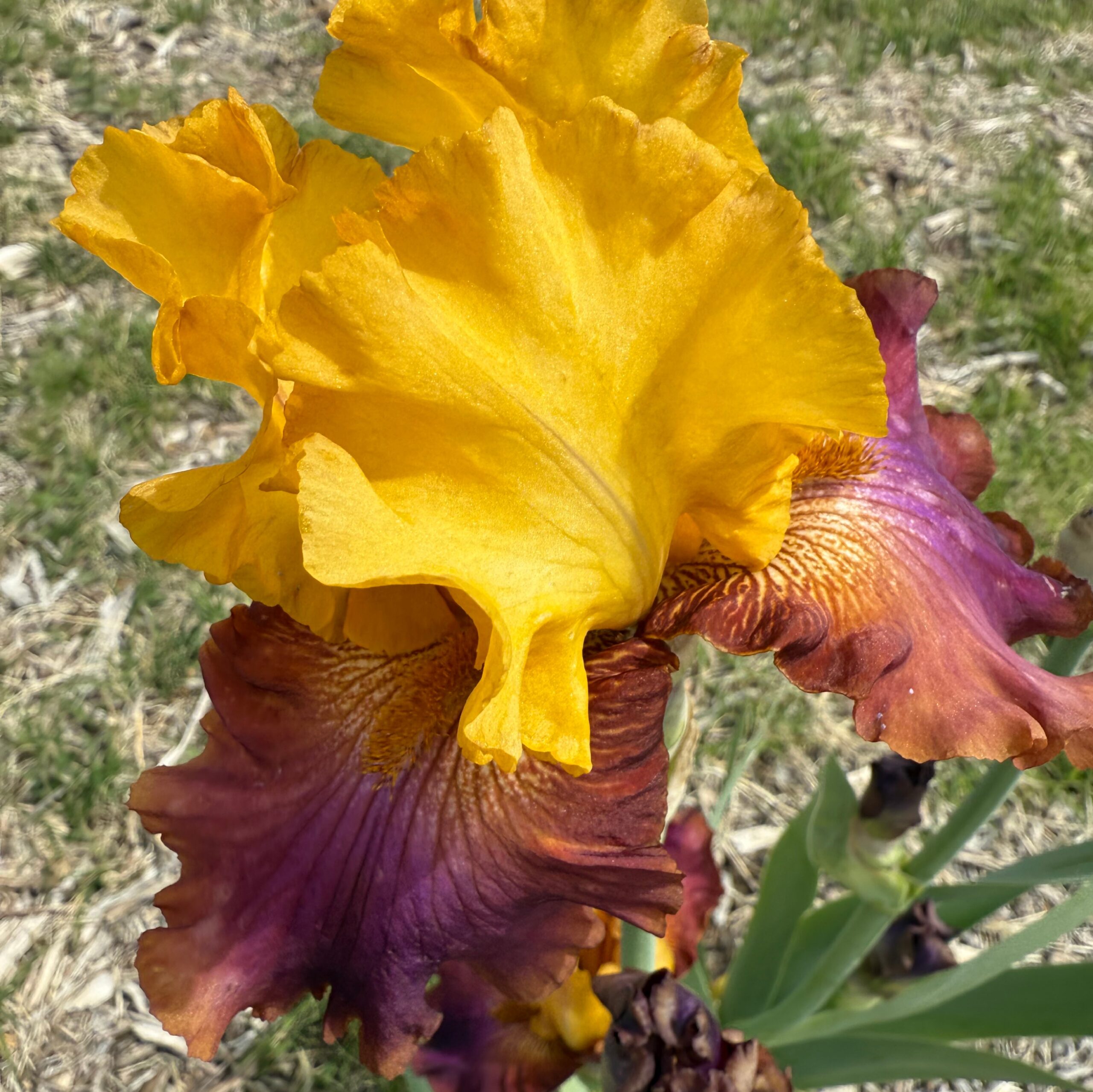 CLASS CLOWN IRIS FOR SALE ONLINE