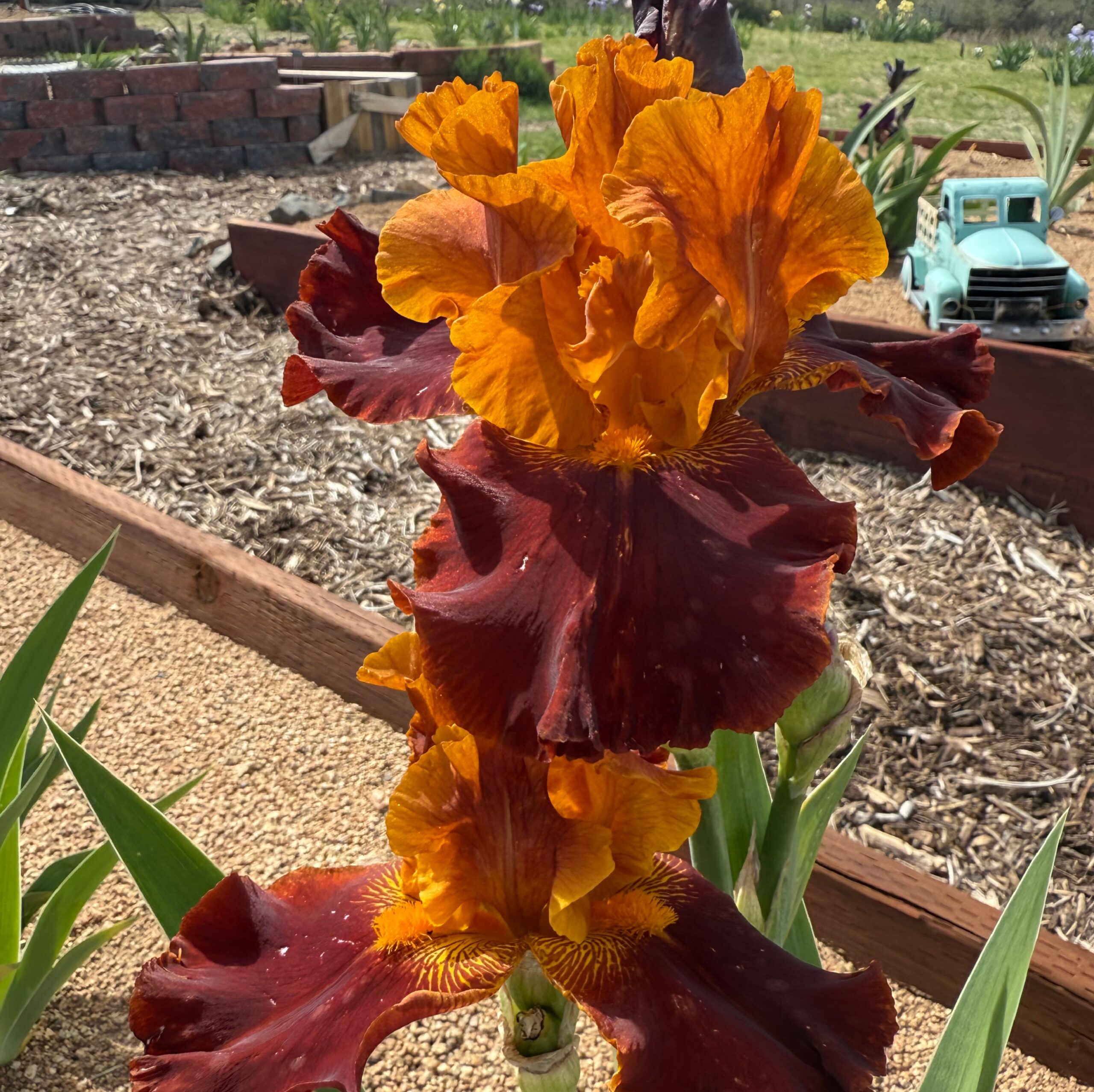 COLORADO EXPRESSIONS IRIS FOR SALE ONLINE