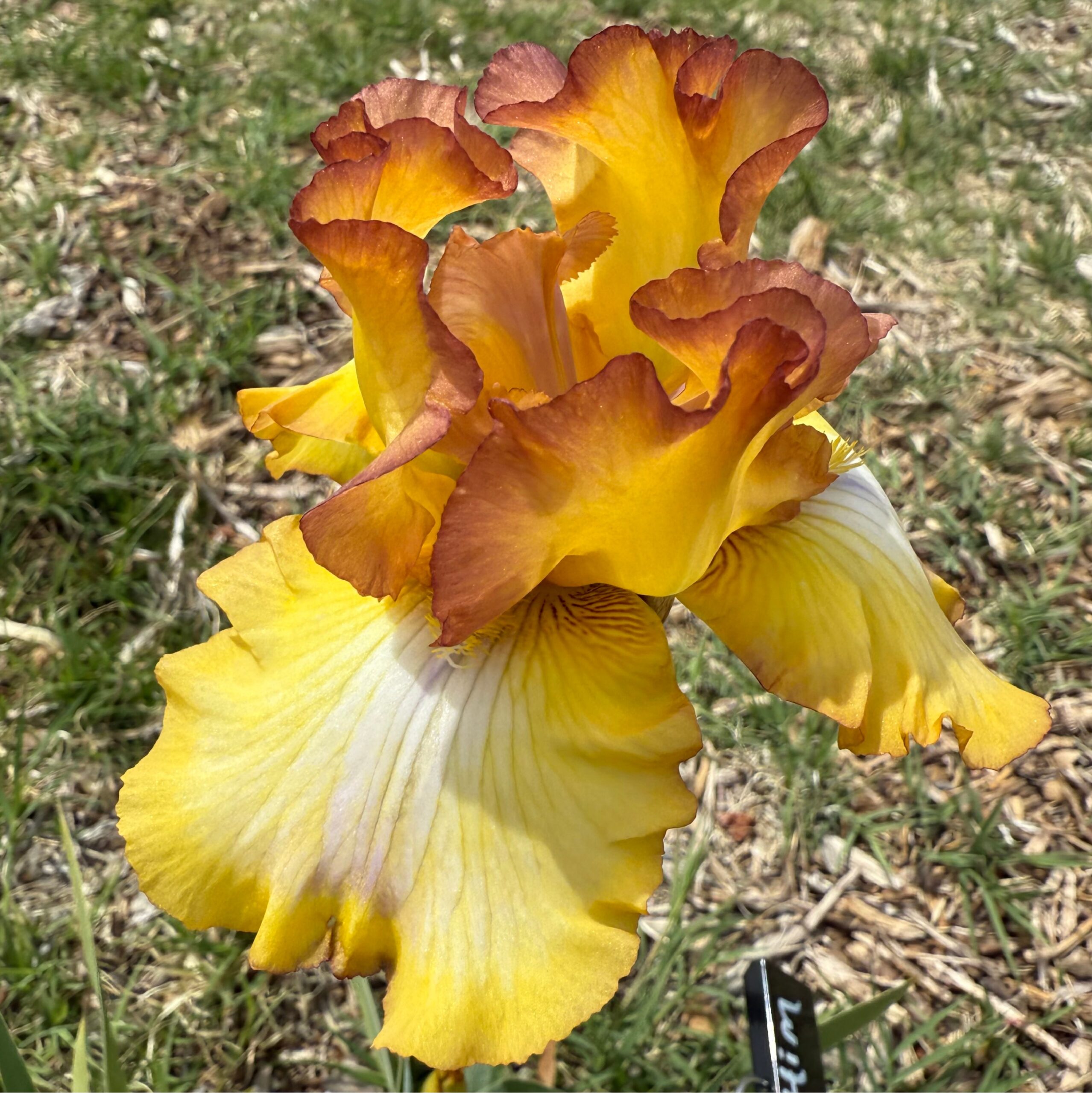 1 CROWN HIM KING 2 CROWN HIM KING IRIS FOR SALE ONLINE