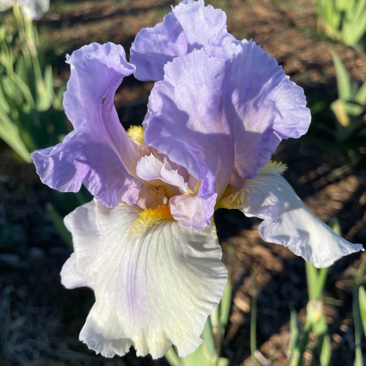 DAWN OF CHANGE IRIS FOR SALE ONLINE