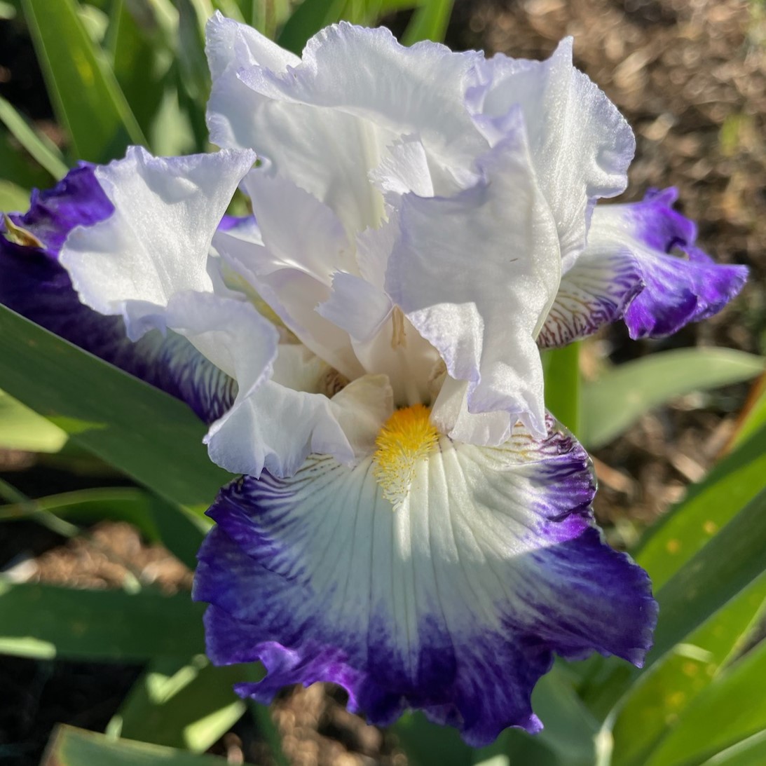 ENCHANTED CIRCLE IRIS FOR SALE ONLINE