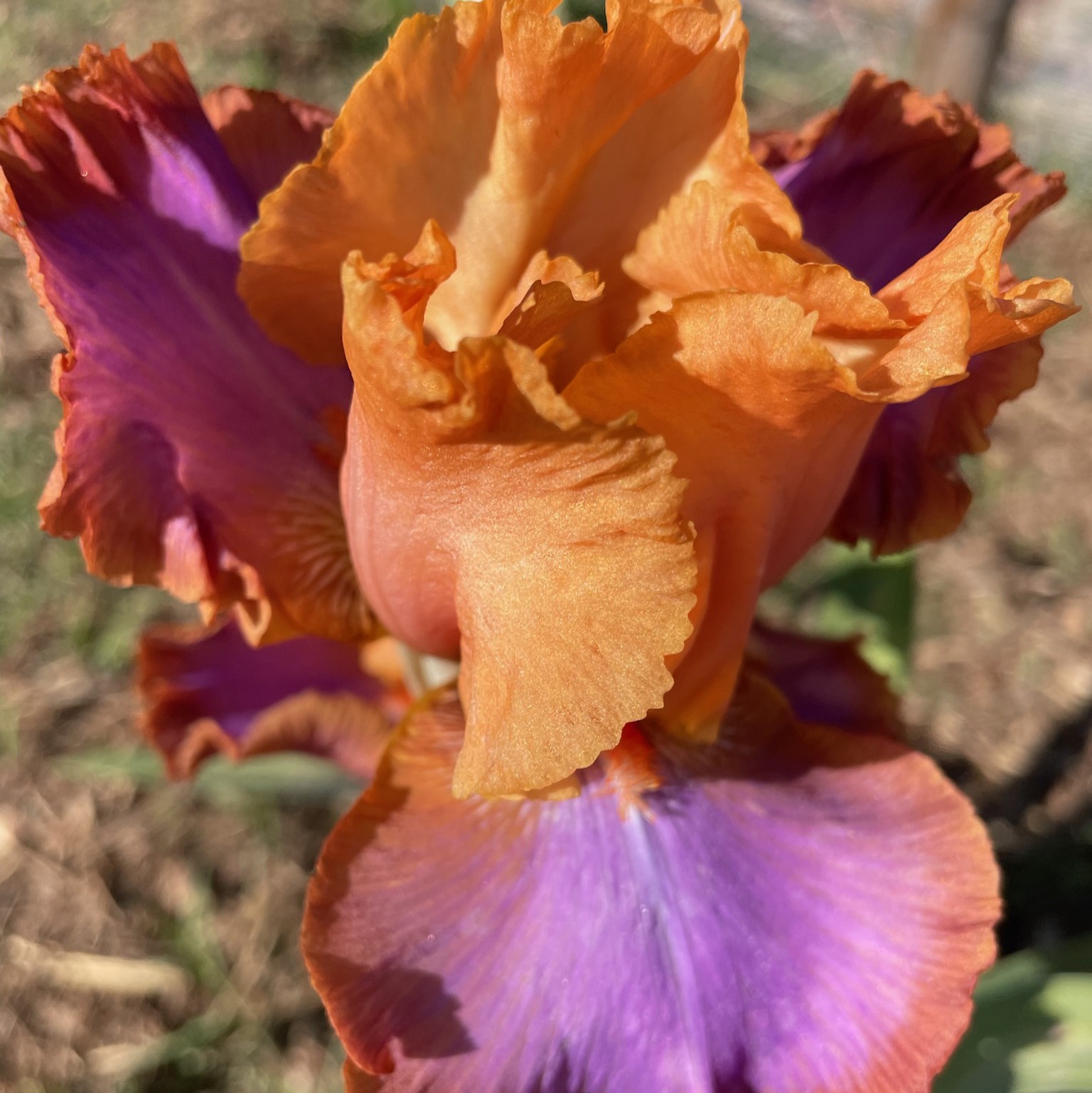 GRAND CANYON SUNSET IRIS FOR SALE ONLINE