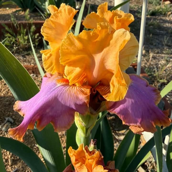 GRAND CANYON SUNSET IRIS FOR SALE ONLINE