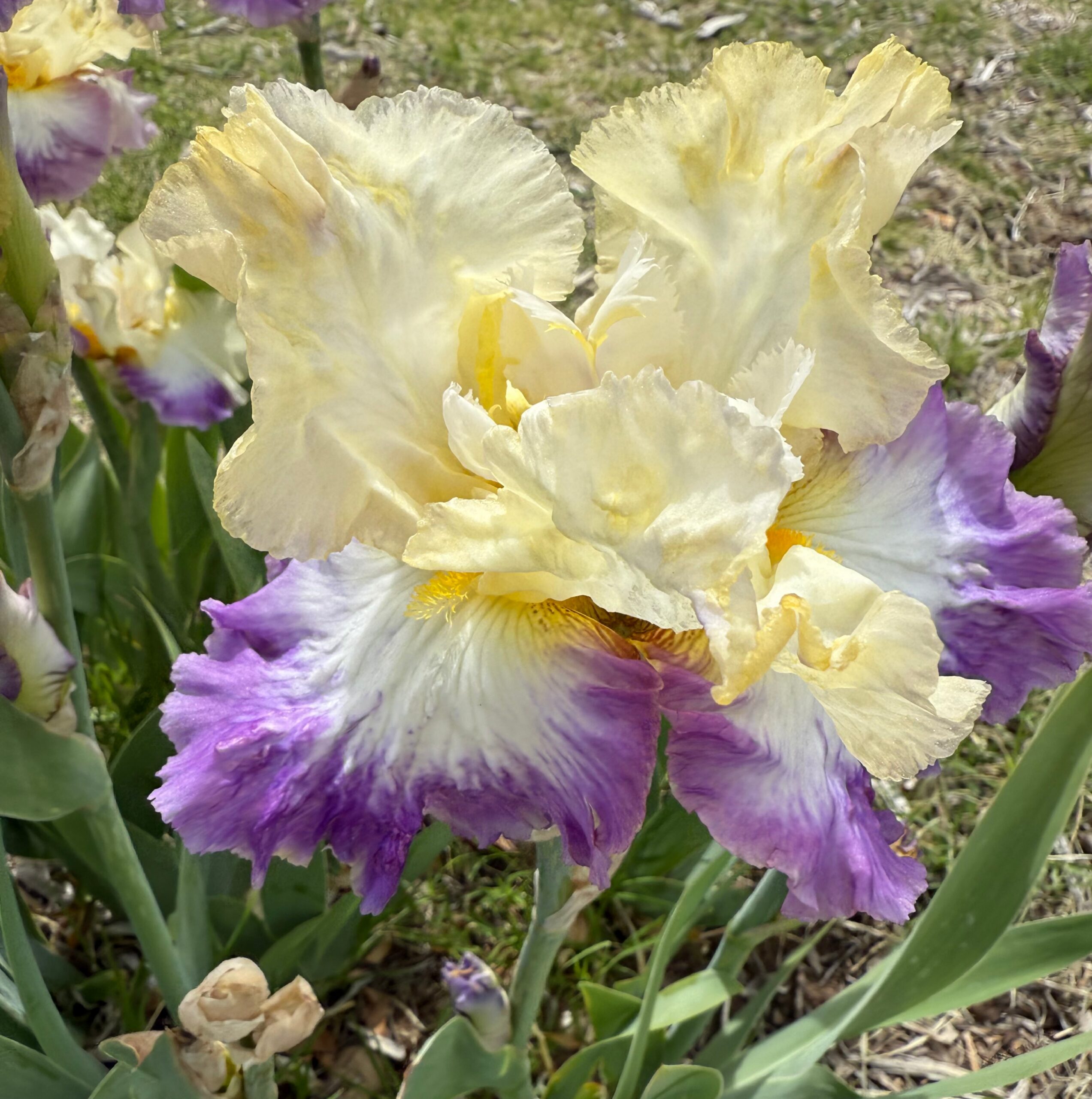 1 HAWAIIAN SUNRISE 2 HAWAIIAN SUNRISE IRIS FOR SALE ONLINE
