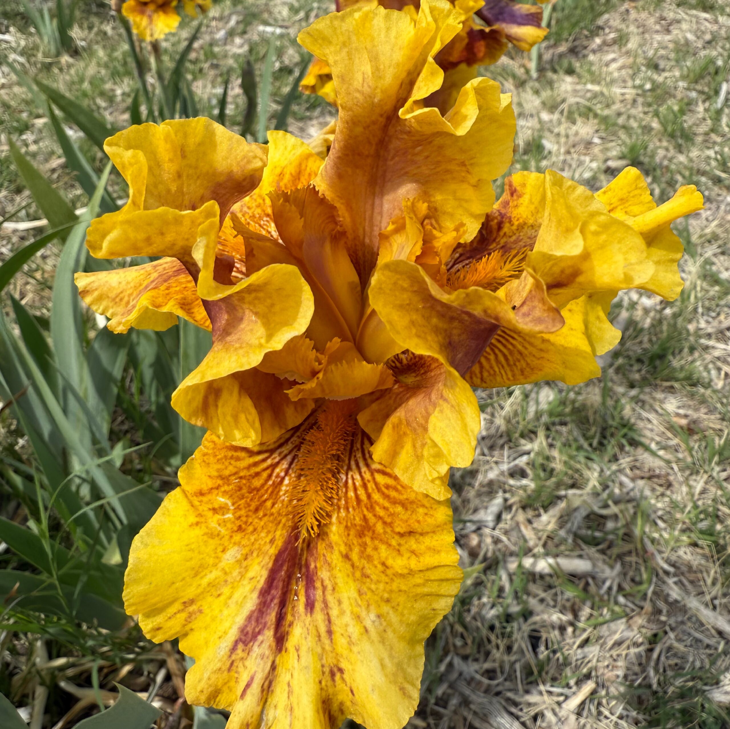 1 INFERNAL FIRE 4 INFERNAL FIRE IRIS FOR SALE ONLINE