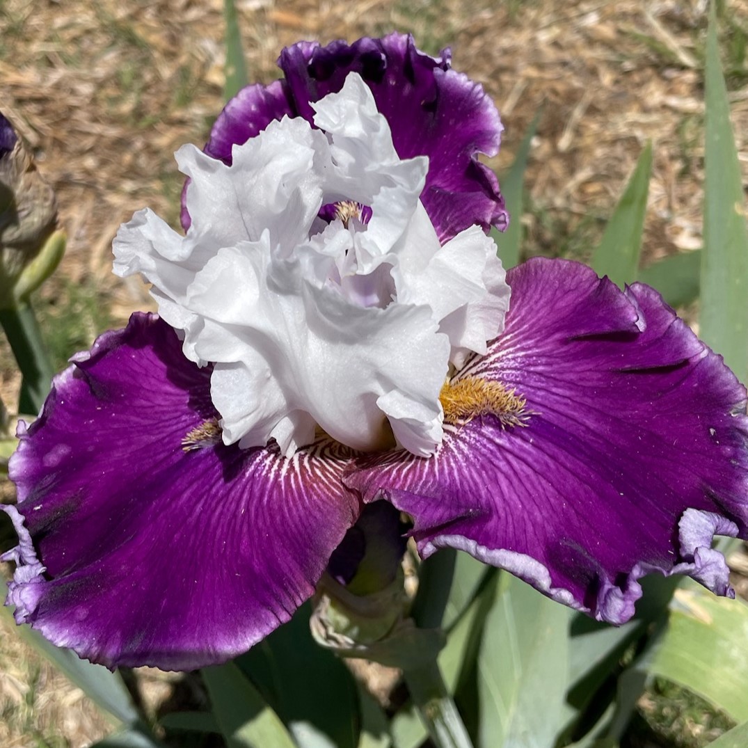 JAZZ QUEEN IRIS FOR SALE ONLINE