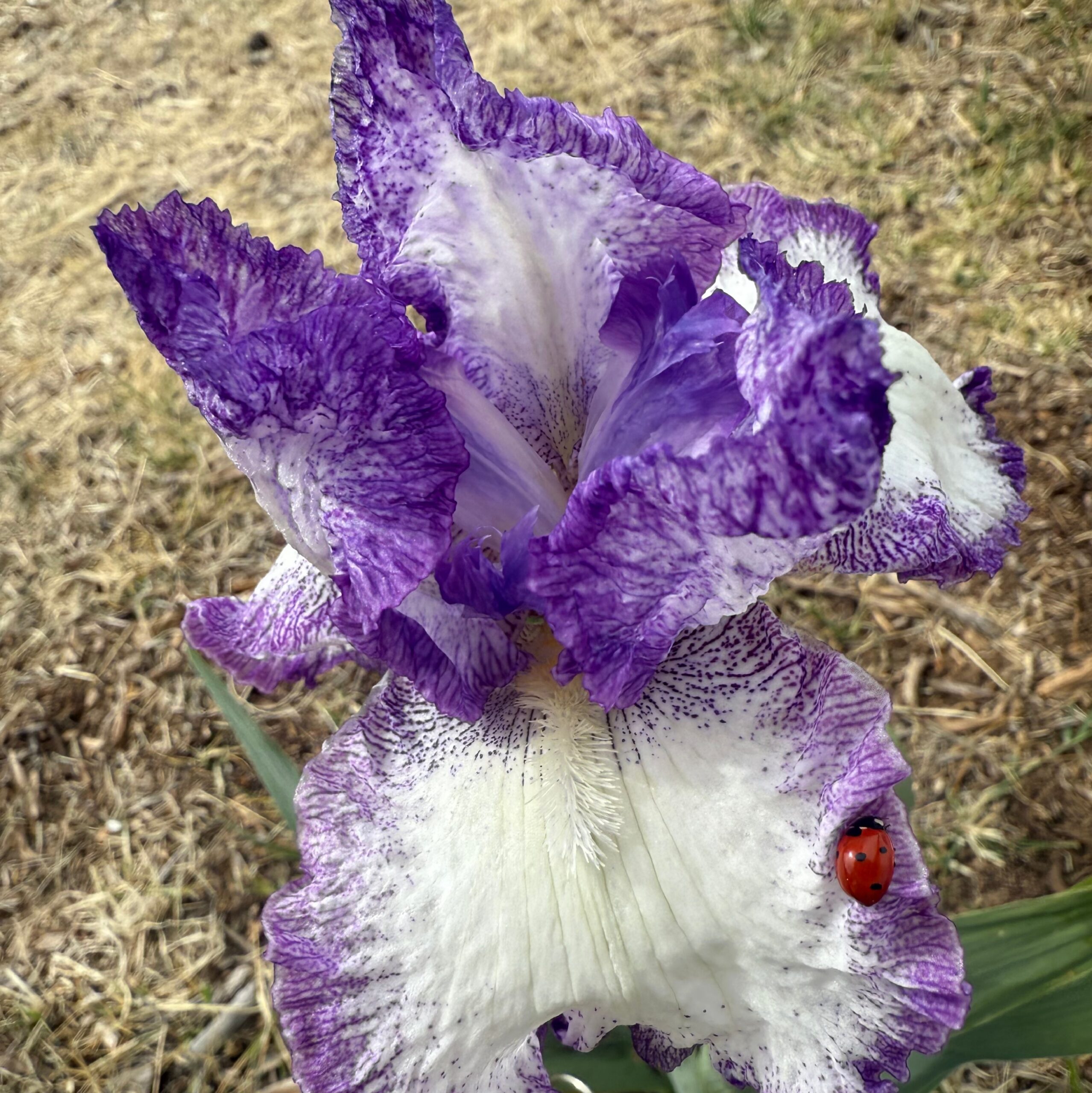 JESSE'S SONG IRIS FOR SALE ONLINE