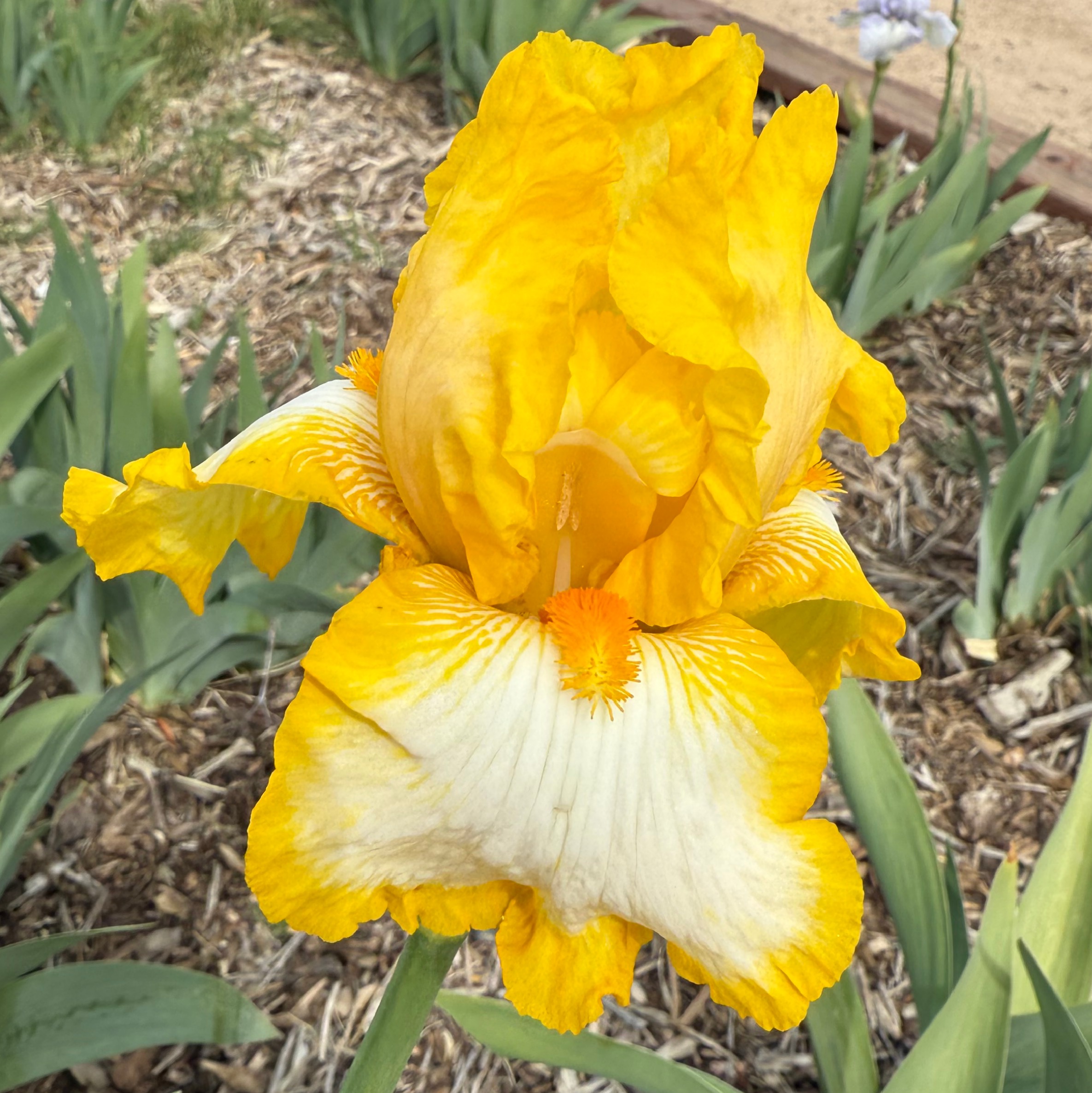 1 JOYCE TERRY 2 JOYCE TERRY IRIS FOR SALE ONLINE