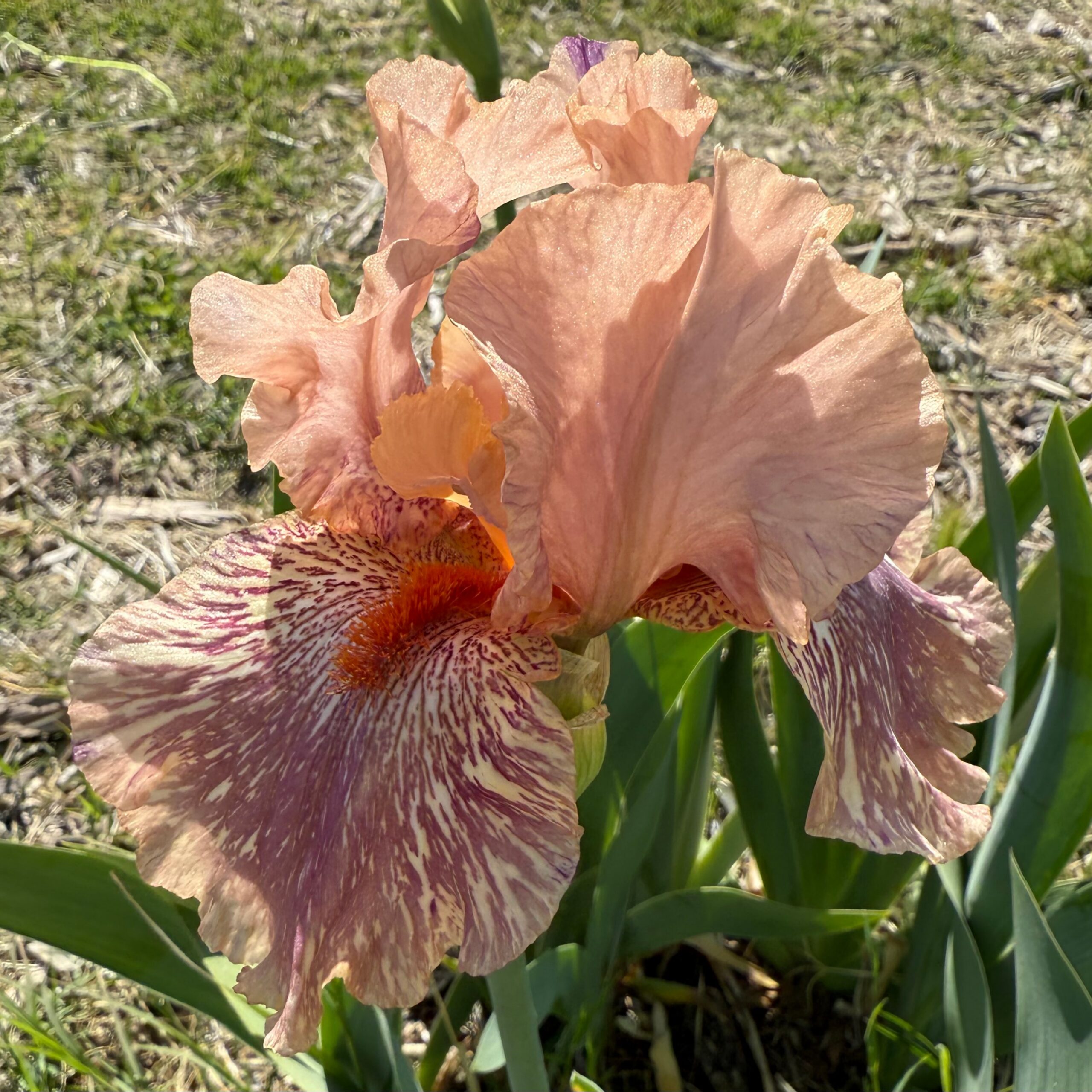 KING TUSH IRIS FOR SALE ONLINE