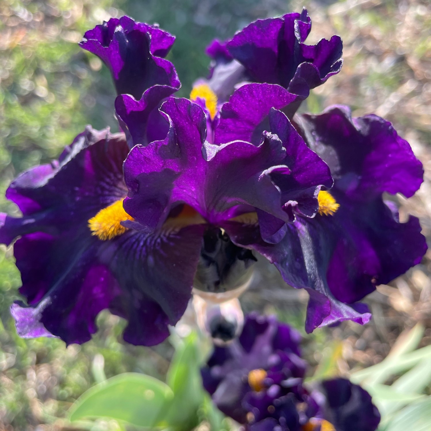 LADY OF THE NIGHT IRIS FOR SALE ONLINE