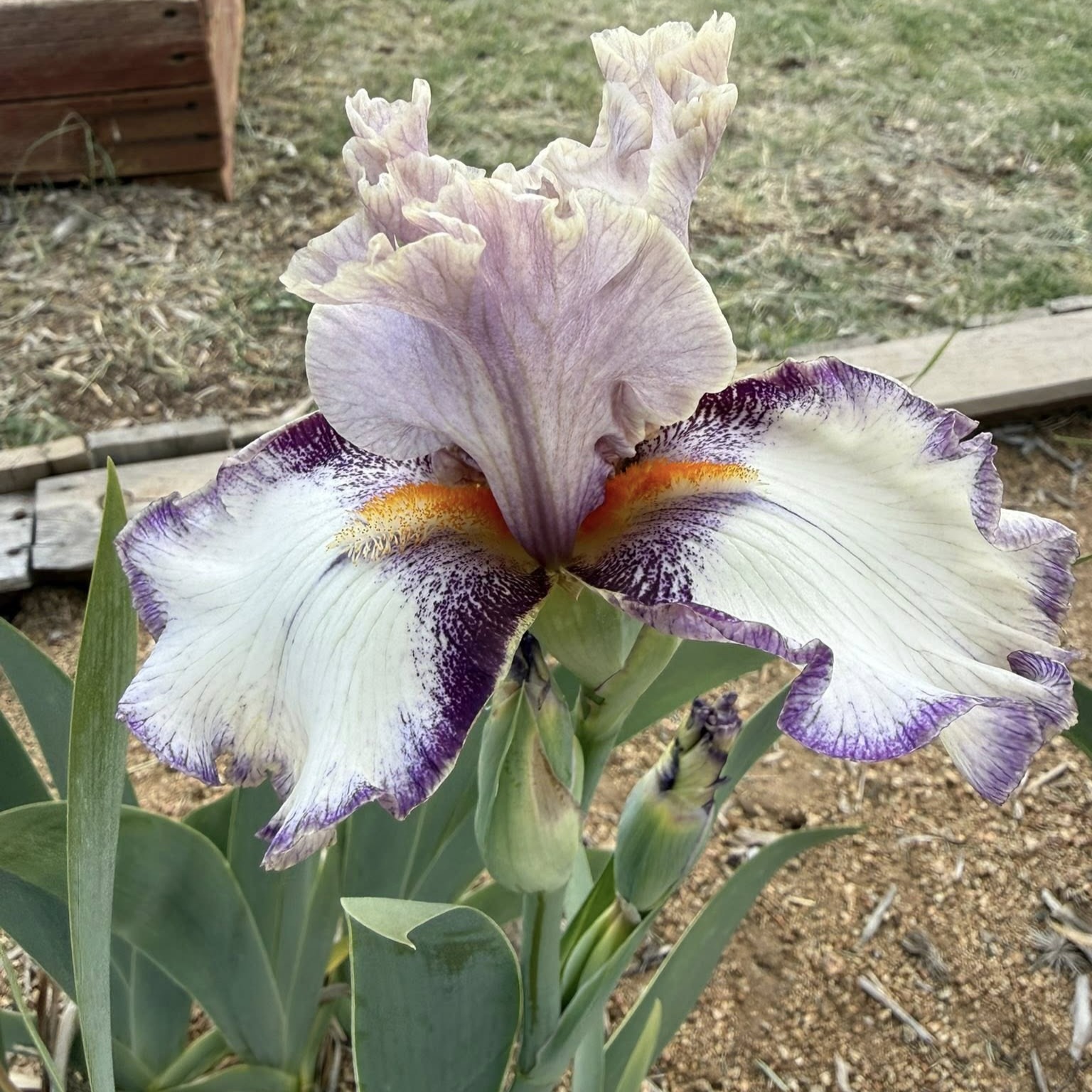 LASSOED IRIS FOR SALE ONLINE