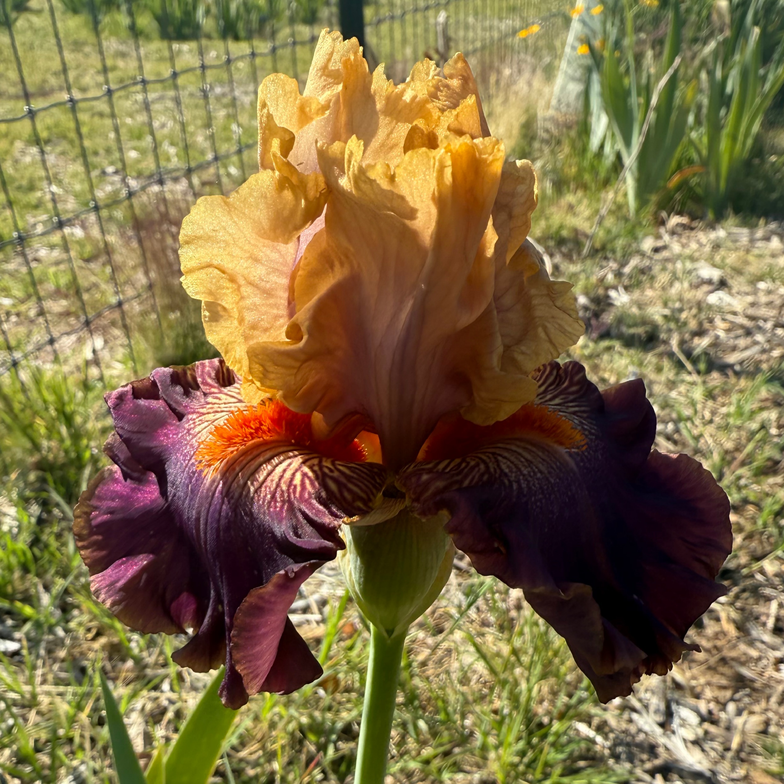 1 LATTE 2 LATTE IRIS FOR SALE ONLINE