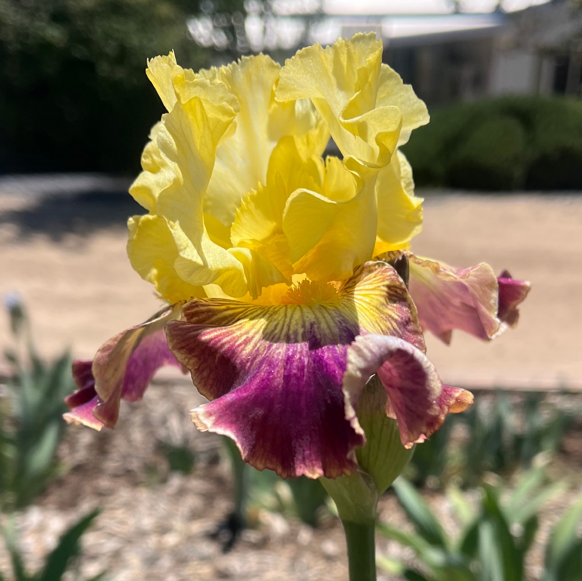 1 LIVING ON THE EDGE 2 LIVING ON THE EDGE IRIS FOR SALE ONLINE