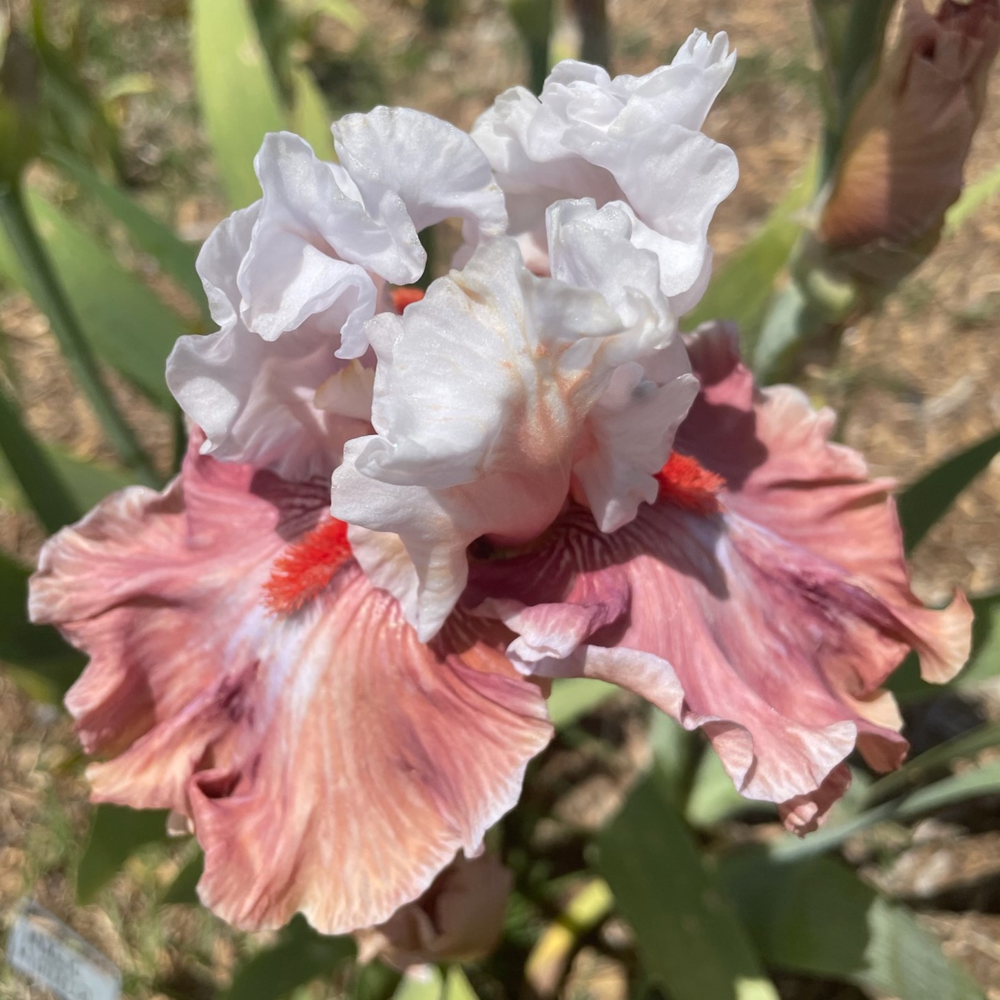 MAGIC MIRROR IRIS FOR SALE ONLINE