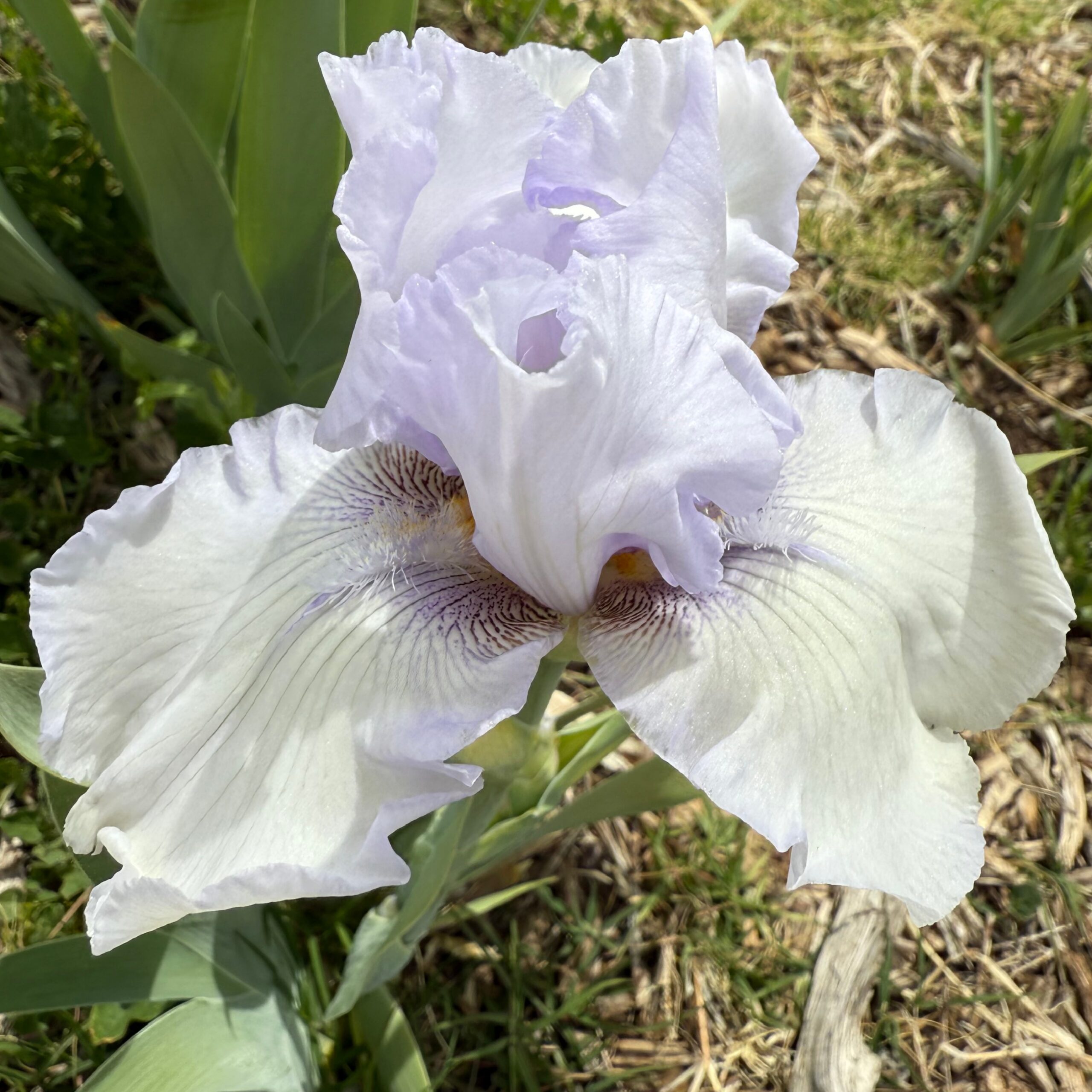 1 NOBLE STATURE 2 NOBLE STATURE IRIS FOR SALE ONLINE