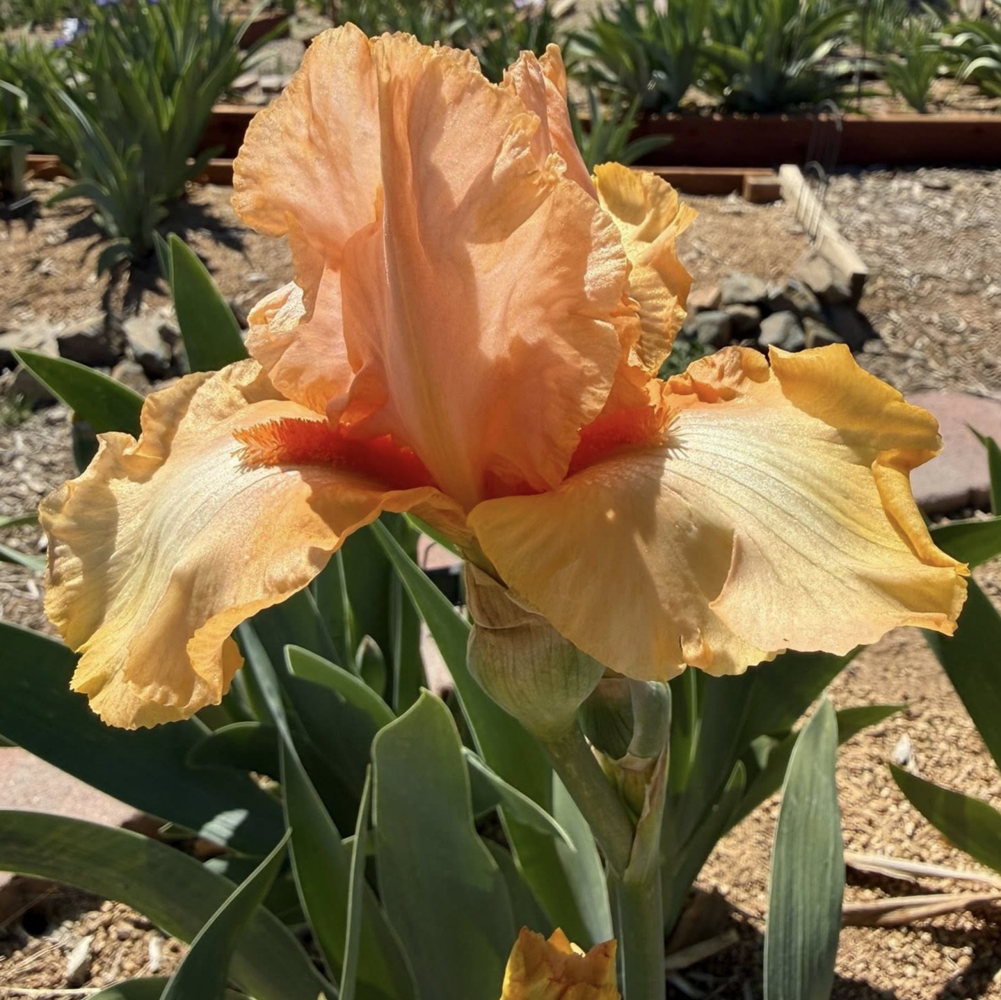 OAXACA IRIS FOR SALE ONLINE