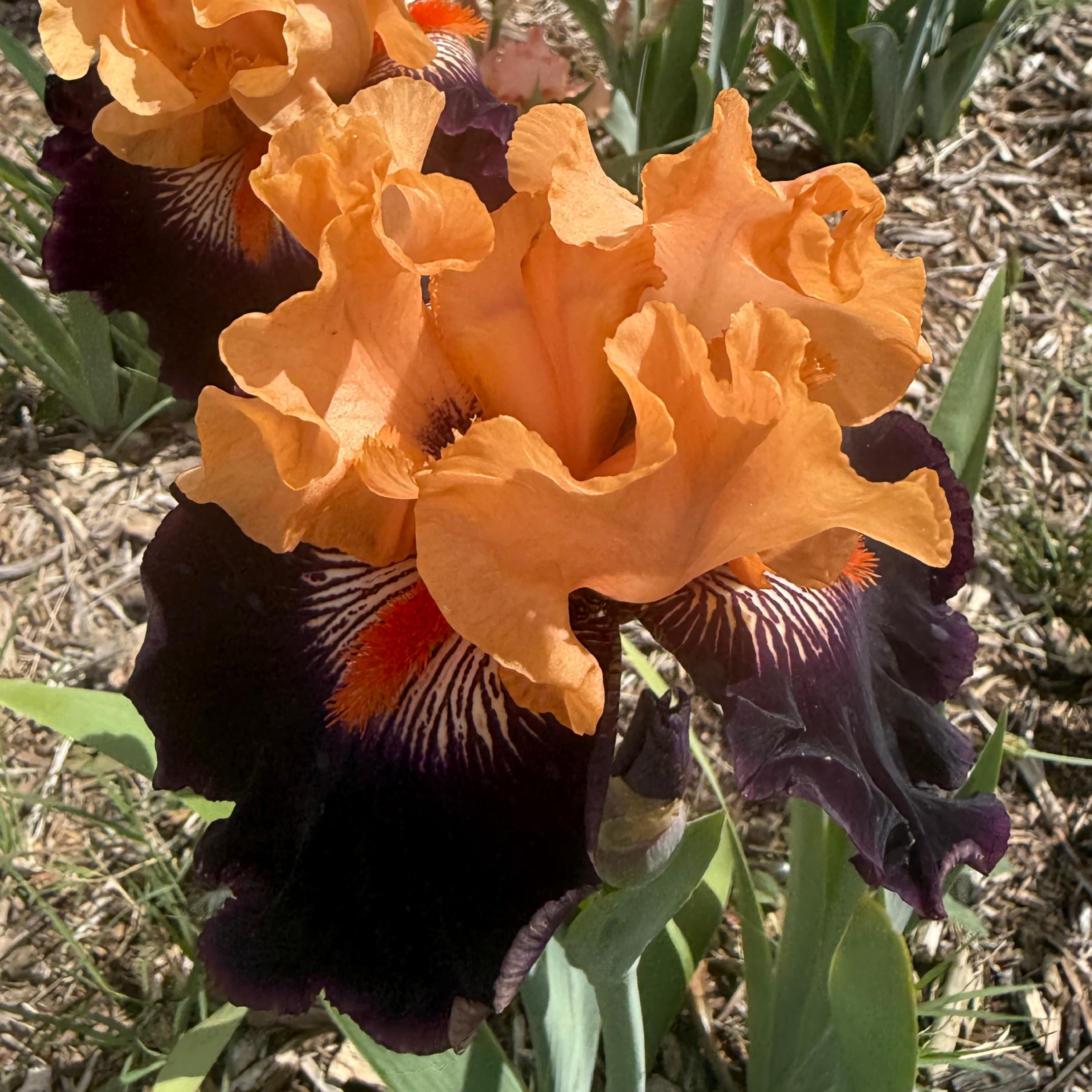 PETALPALOOZA IRIS FOR SALE ONLINE