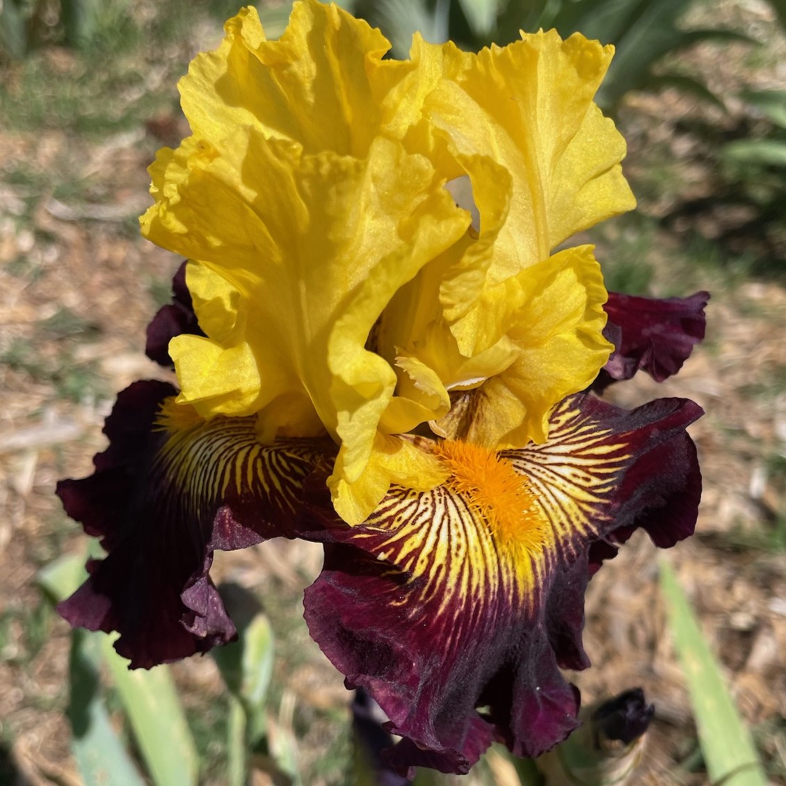 PIRATE AHOY IRIS FOR SALE ONLINE