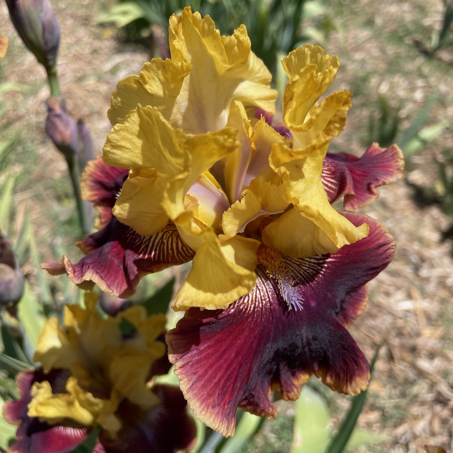 POINT COUNTERPOINT IRIS FOR SALE ONLINE