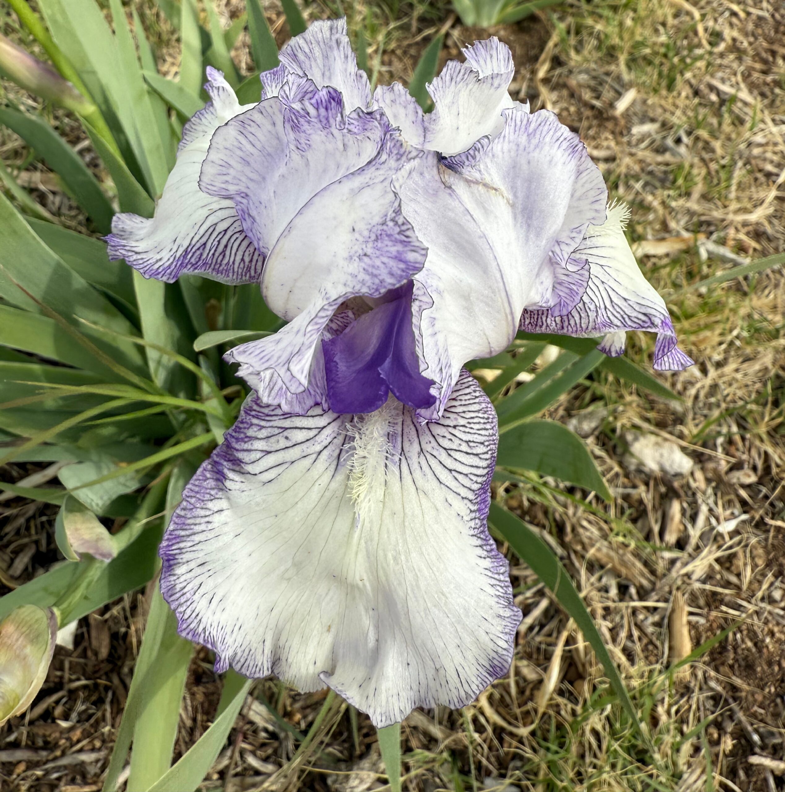 1 PRINCE OF EARL 2 PRINCE OF EARL IRIS FOR SALE ONLINE