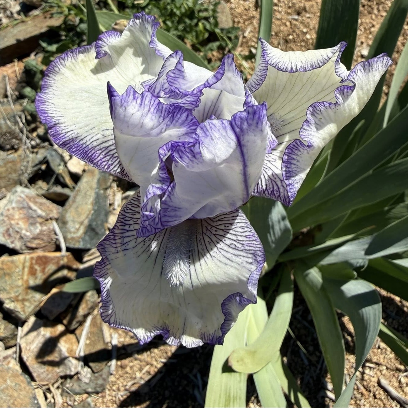 PRINCE OF EARL IRIS FOR SALE ONLINE