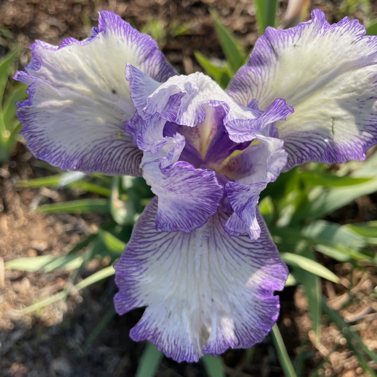 PRINCE OF EARL IRIS FOR SALE ONLINE