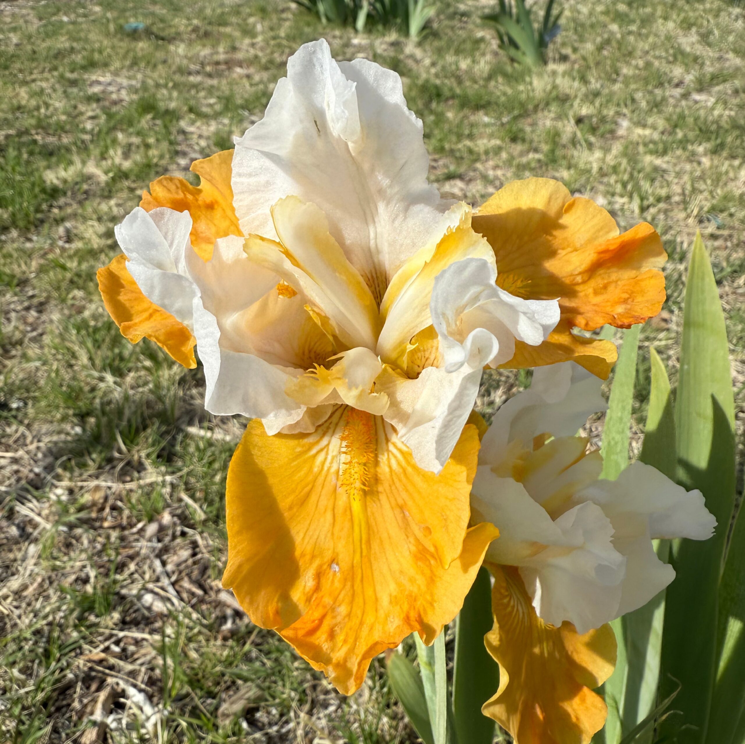 1 PUMPKIN CHEESECAKE 3 PUMPKIN CHEESECAKE IRIS FOR SALE ONLINE