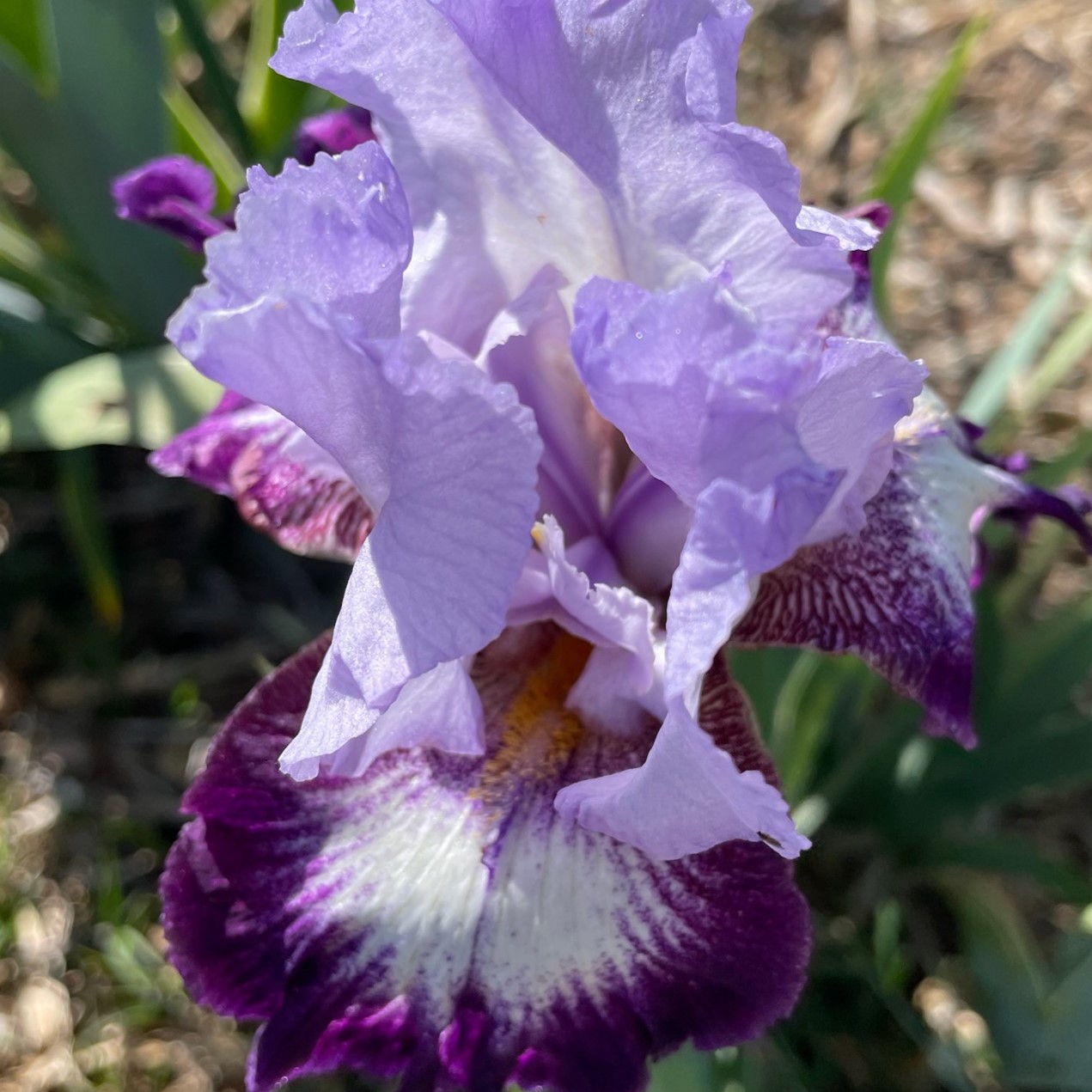RARE VIEW IRIS FOR SALE ONLINE