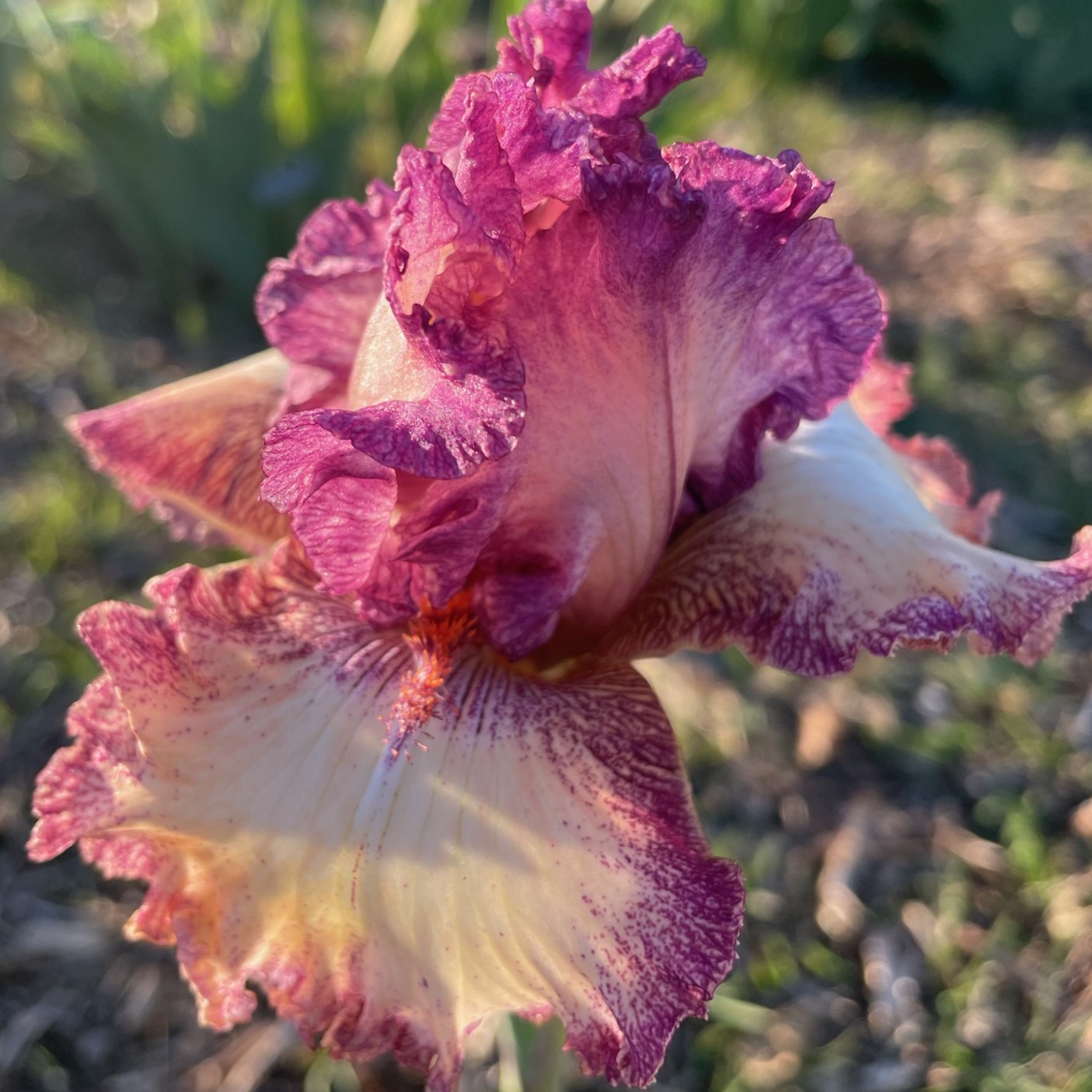 RETURNING ROSE IRIS FOR SALE ONLINE