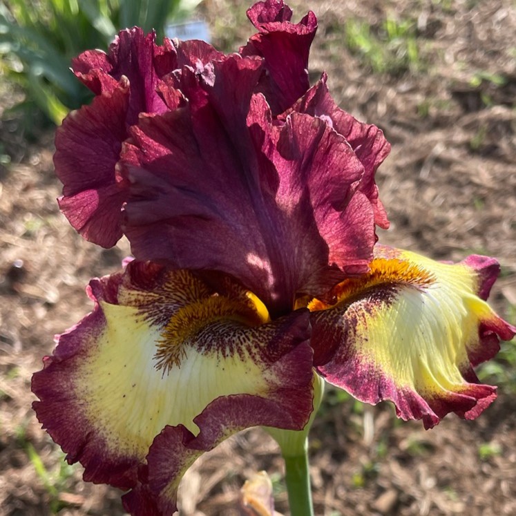 RODEO GIRL IRIS FOR SALE ONLINE