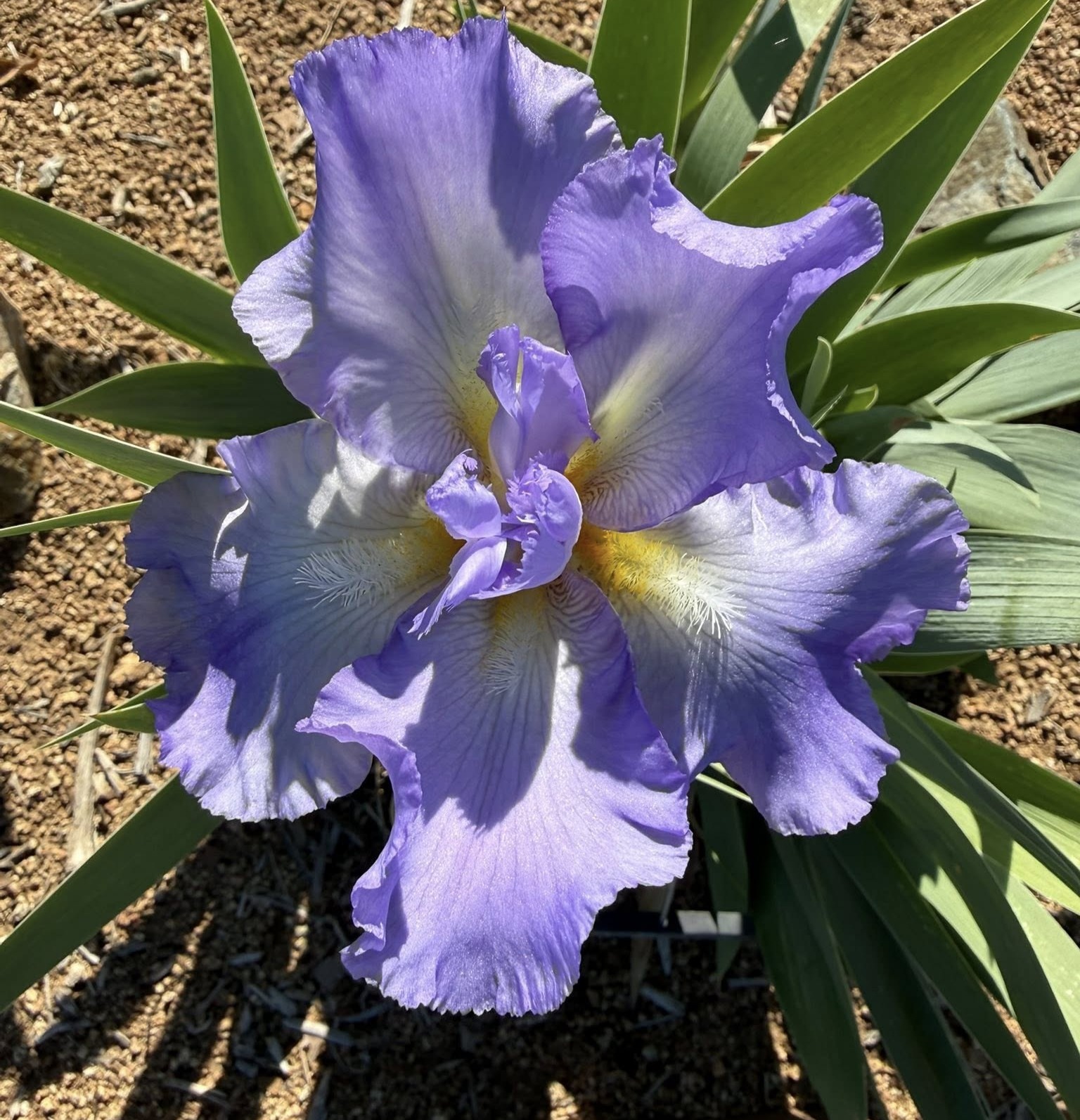 SIX PACK IRIS FOR SALE ONLINE