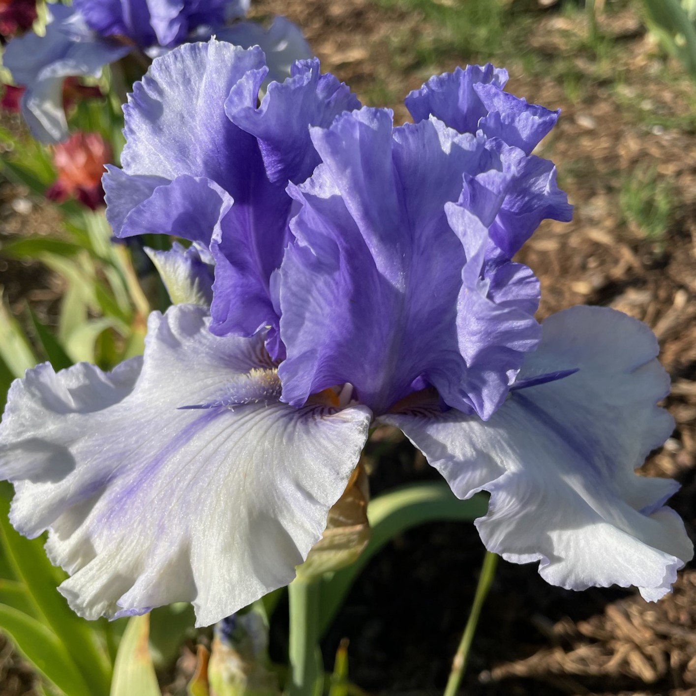 SOVEREIGN CROWN IRIS FOR SALE ONLINE
