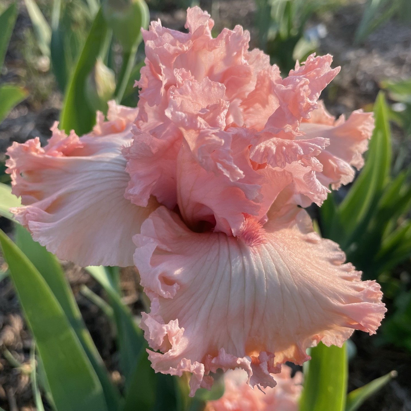 STRAWBERRY SHAKE IRIS FOR SALE ONLINE