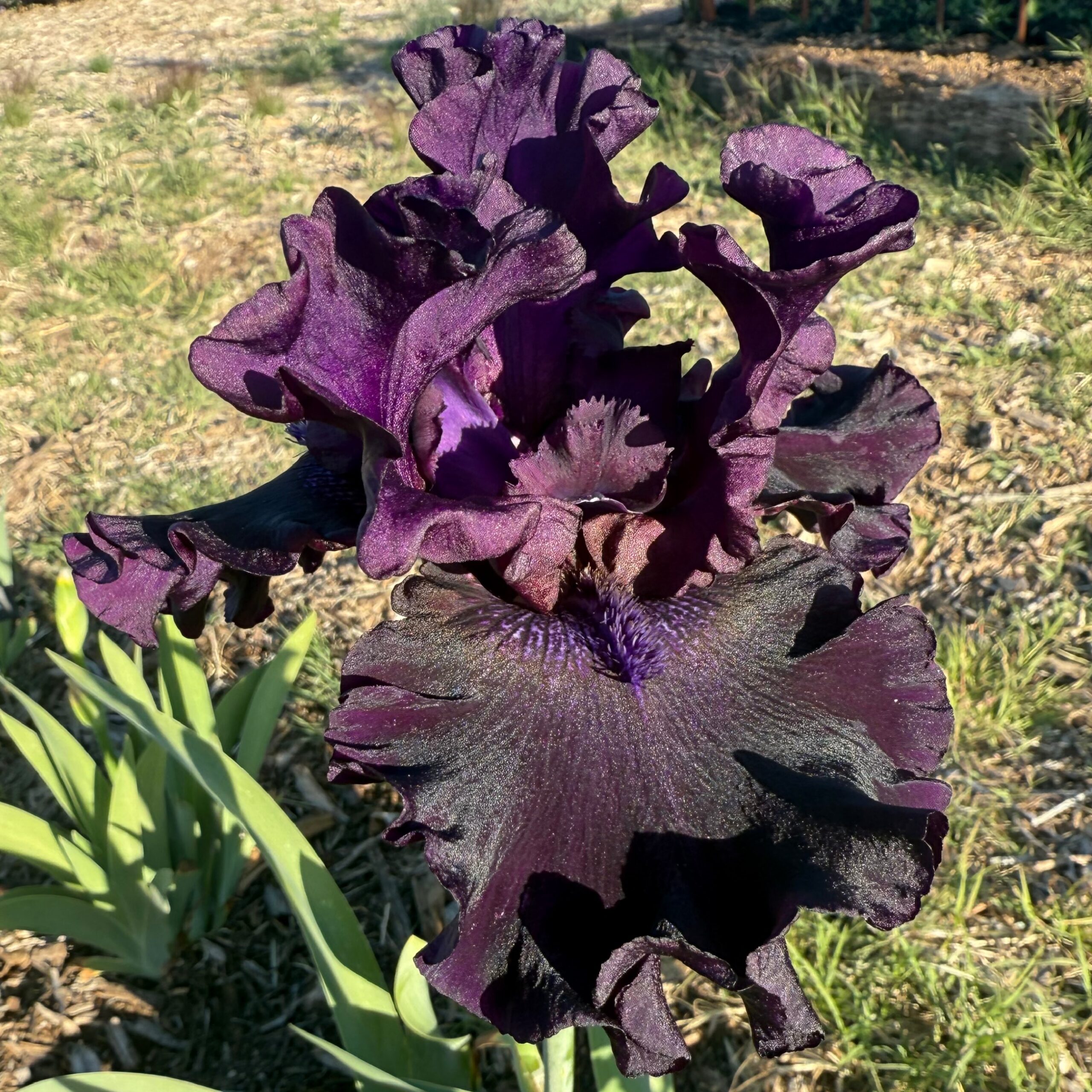 SUPERSTITION IRIS FOR SALE ONLINE