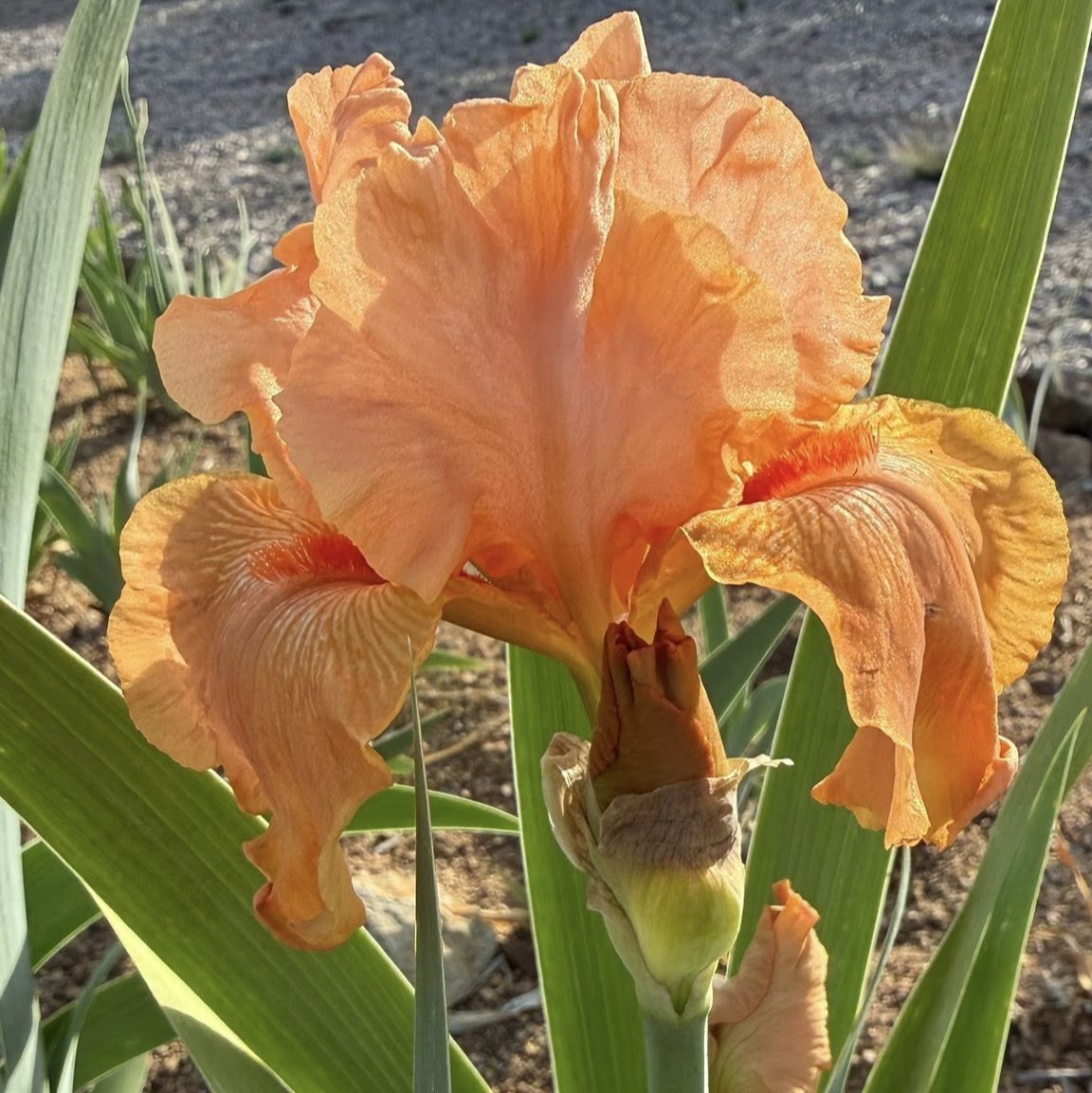 SWEET ORANGE SPICE IRIS FOR SALE ONLINE