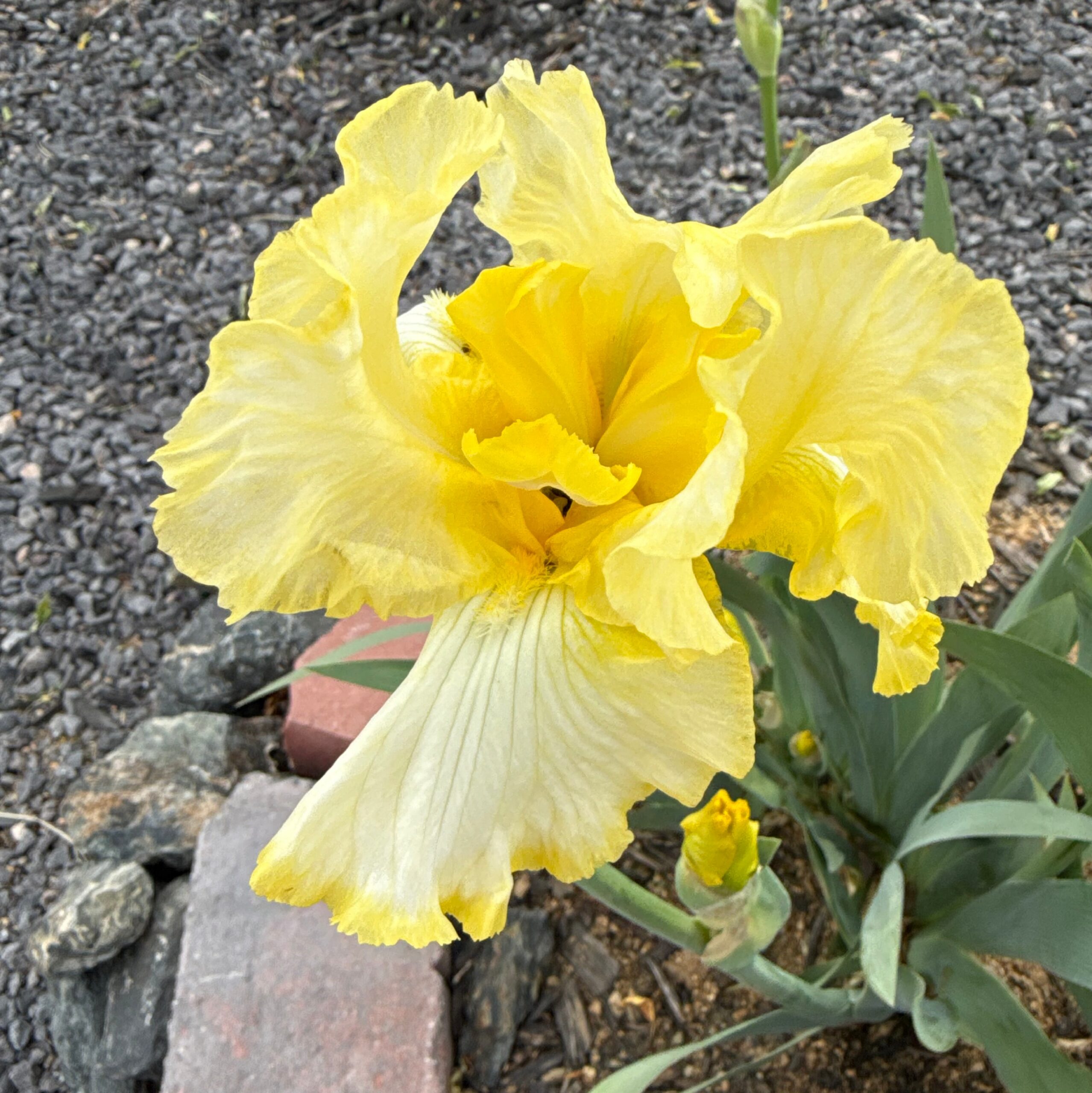 1 TOTAL RECALL 2 TOTAL RECALL IRIS FOR SALE ONLINE