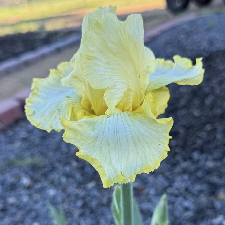 1 TOTAL RECALL 3 TOTAL RECALL IRIS FOR SALE ONLINE