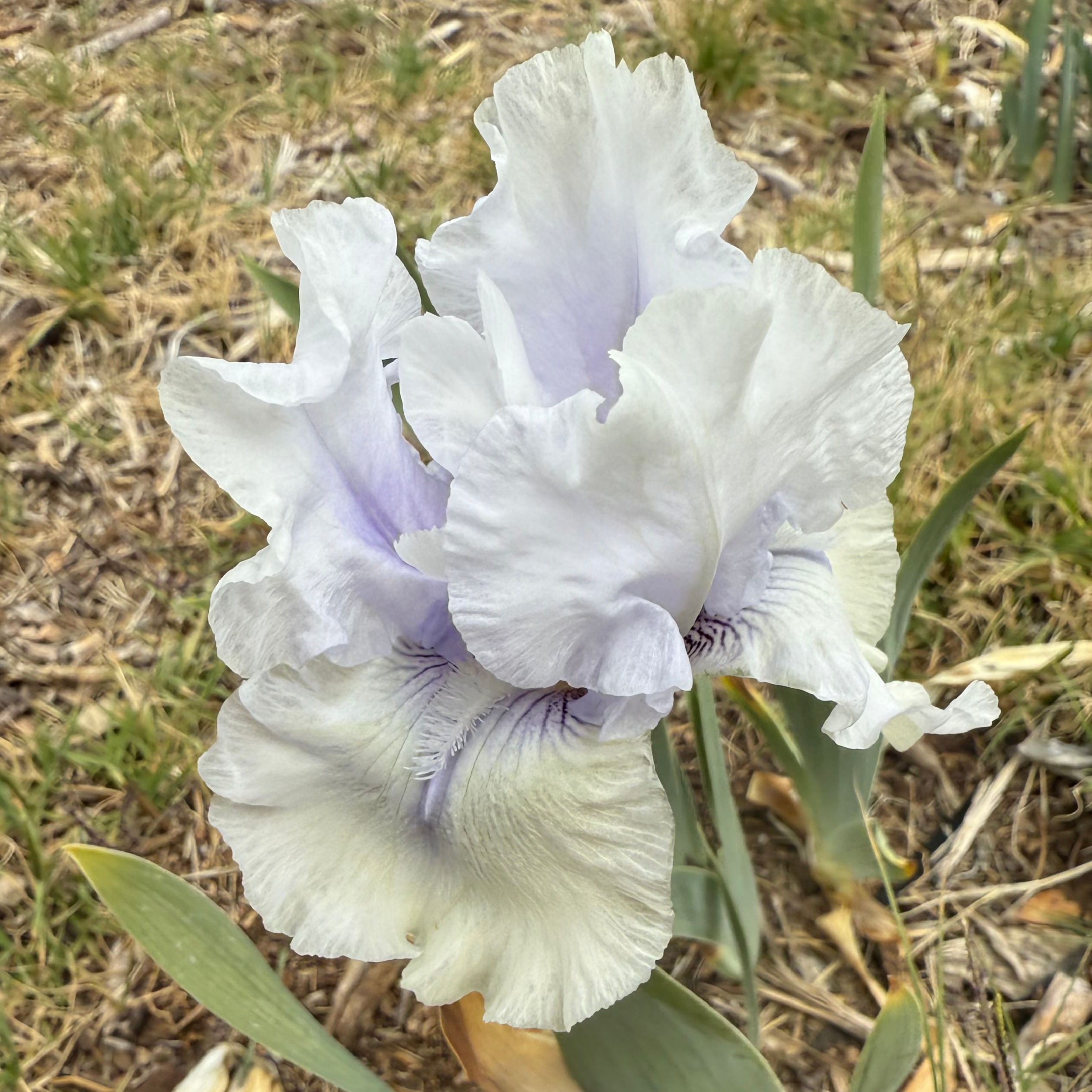 WHITE BUFFALO IRIS FOR SALE ONLINE